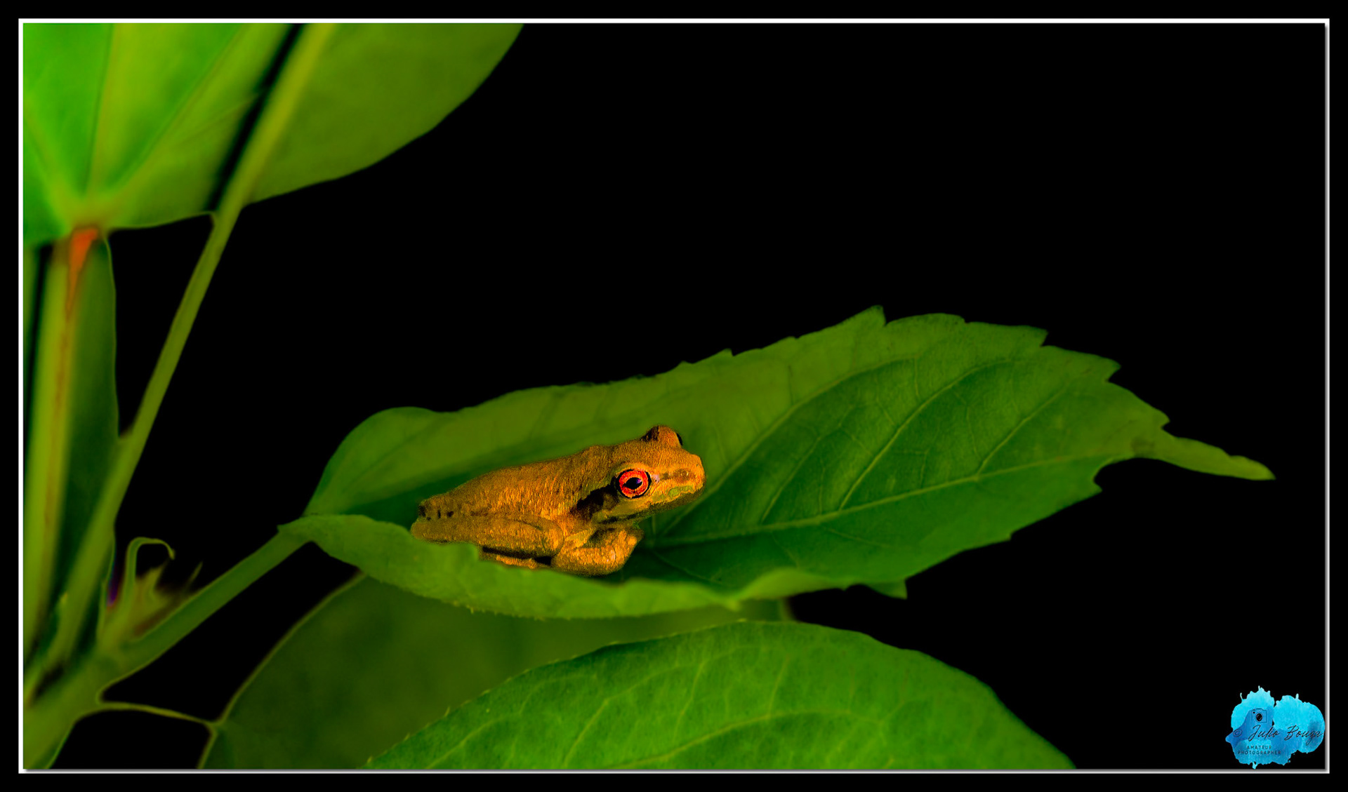 20220914 - Closeup Of A Frog On A Leaf
