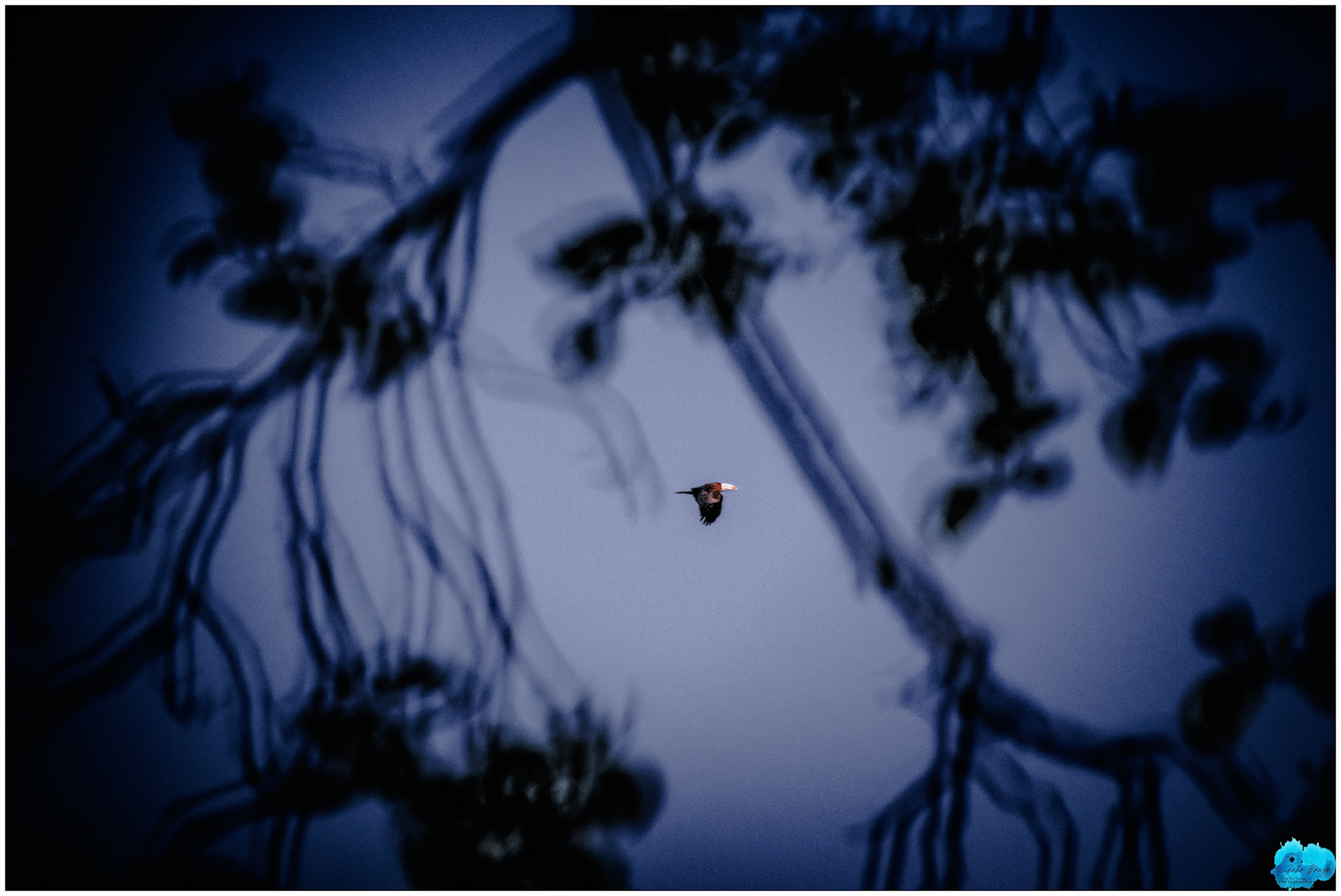 20240503 - Eagle Flying Through The Trees
