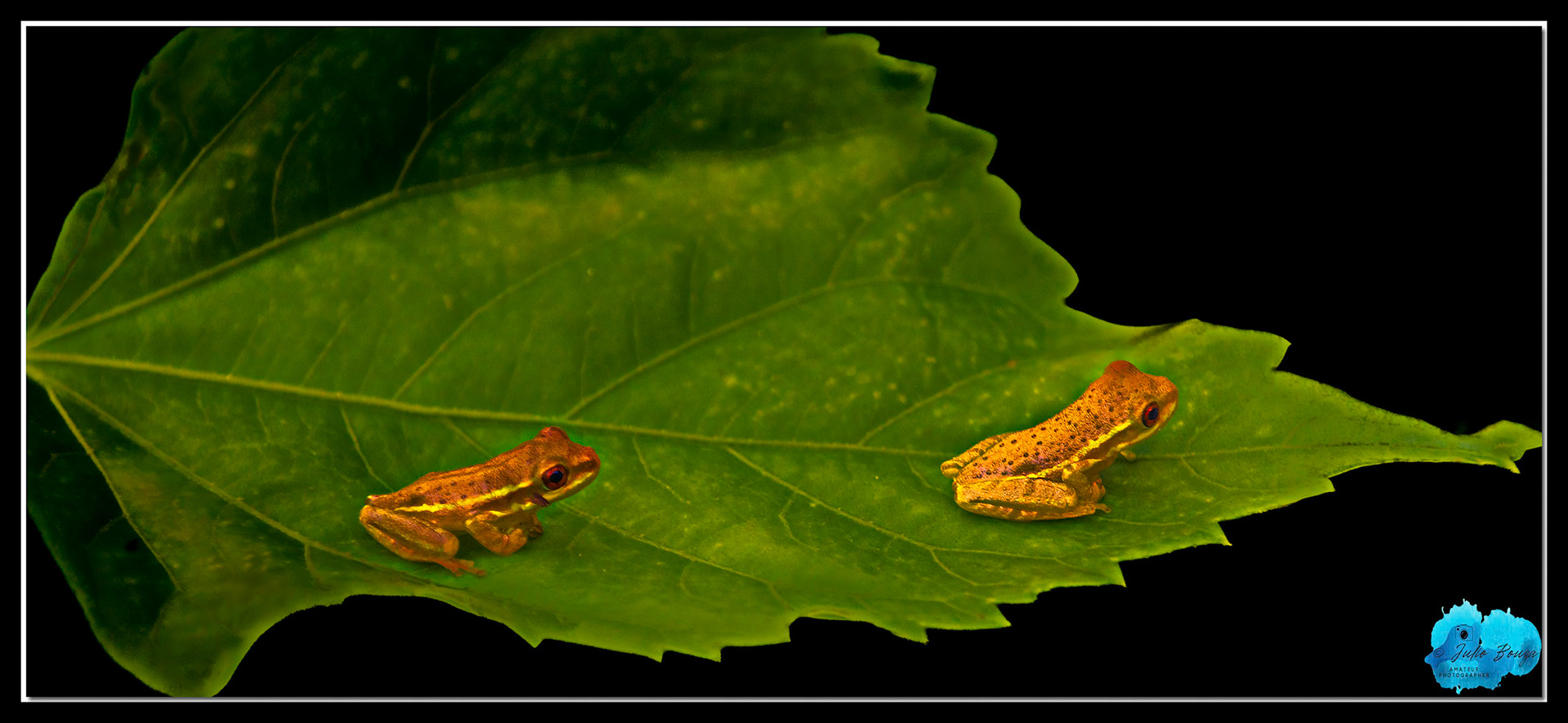 20220914 - Multiple Frogs On A Leaf