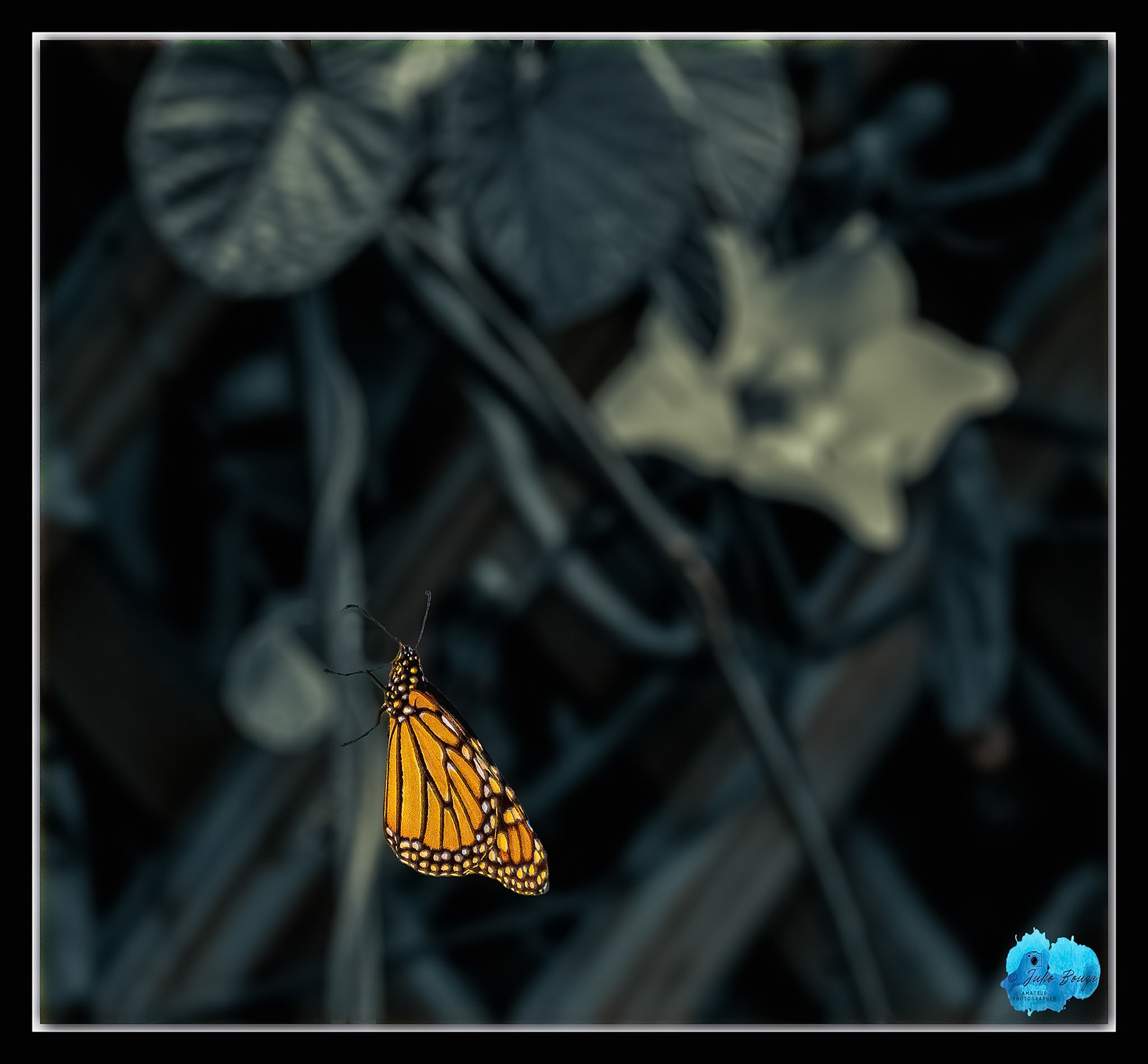 20210410 - Butterfly