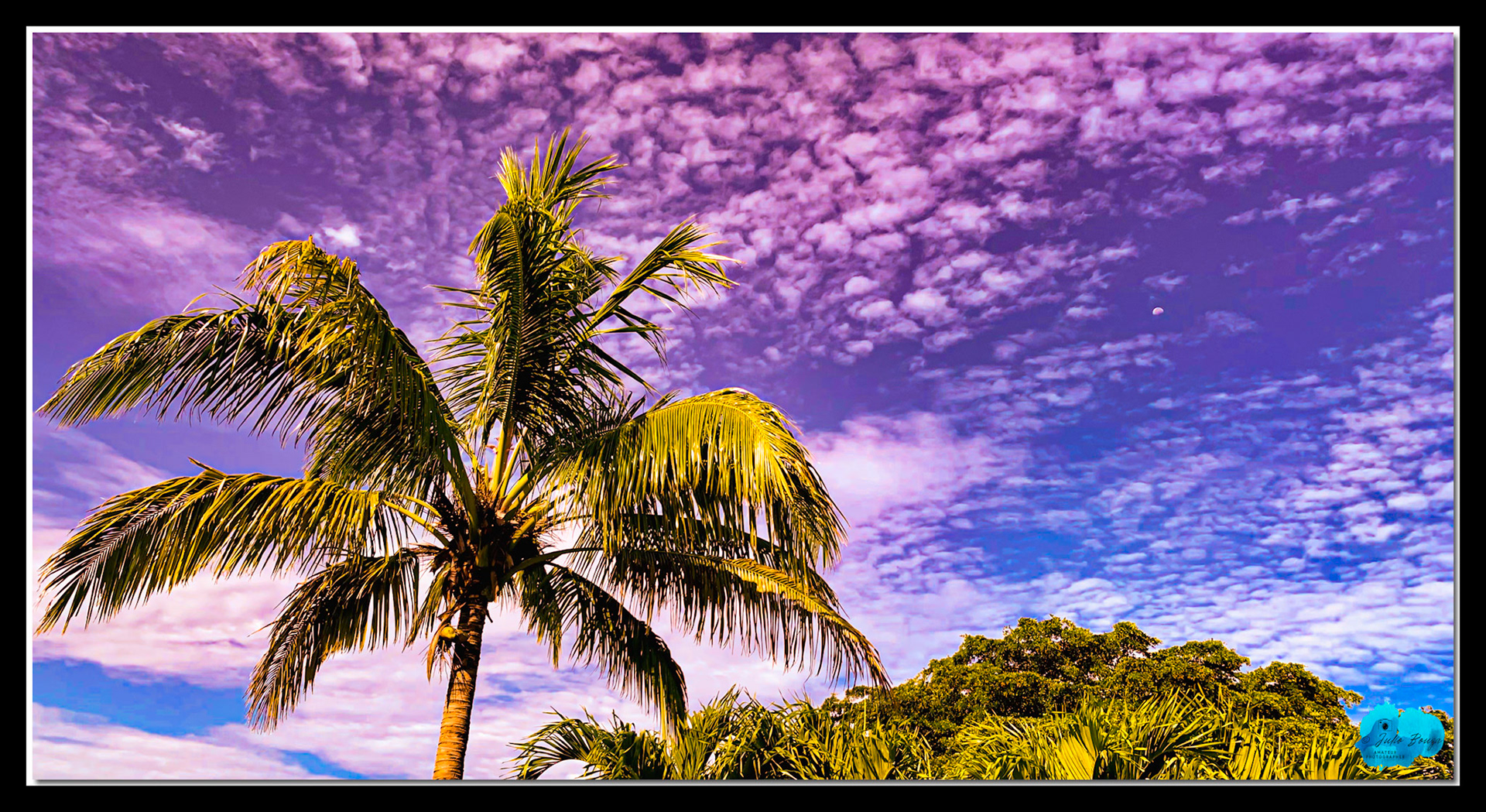 20200809 - Trees With Cloud Background