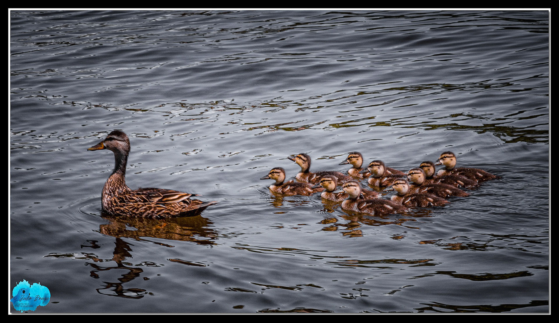 20220527 - Family Of Ducks