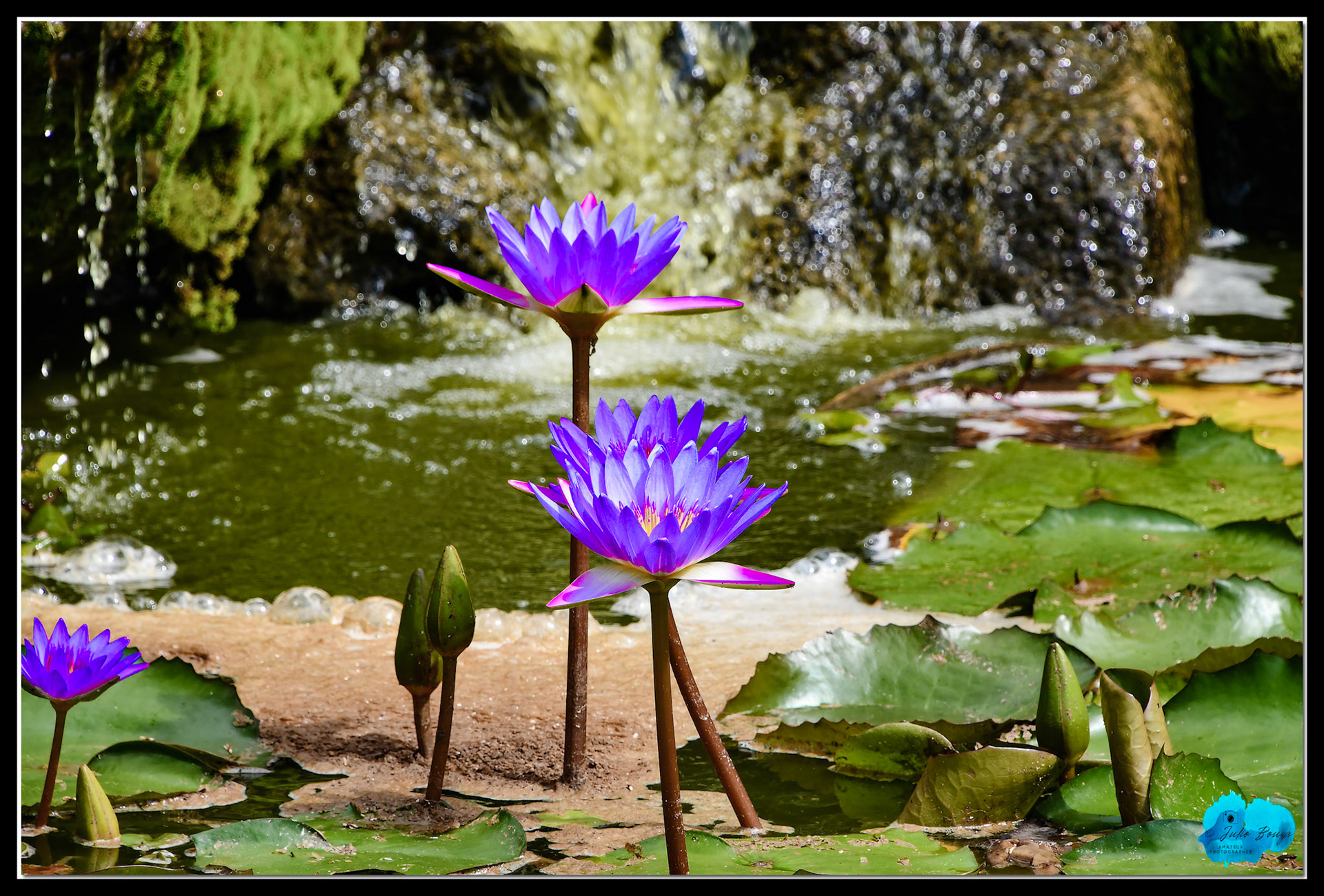 20180610 - Flowers At A Pond