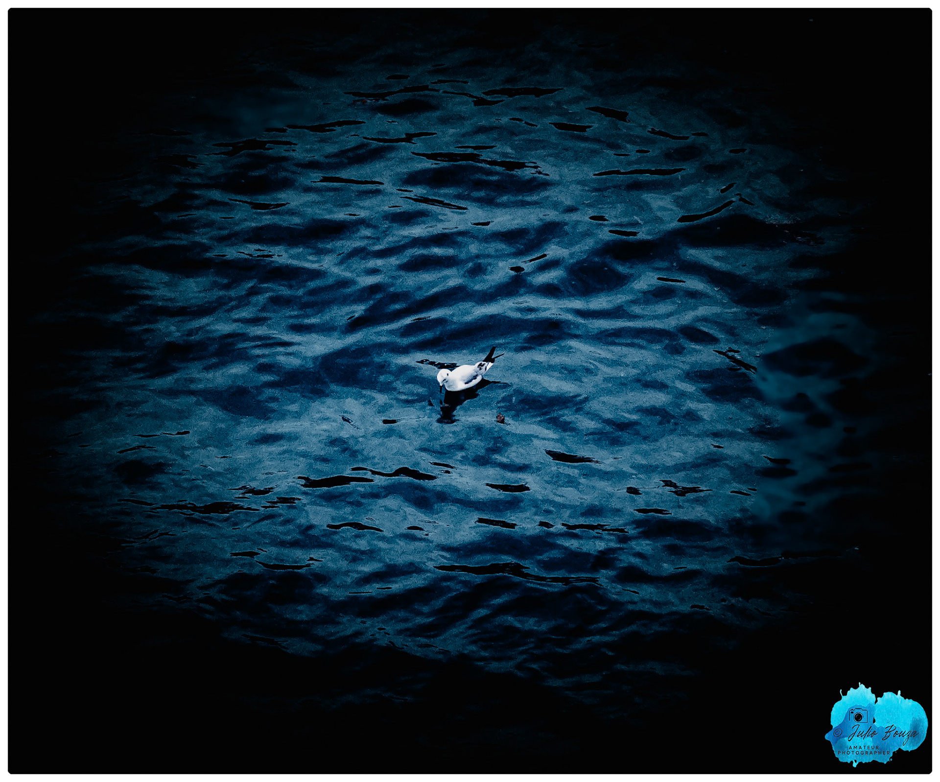 20240504 - Bird In Gatineau Channel