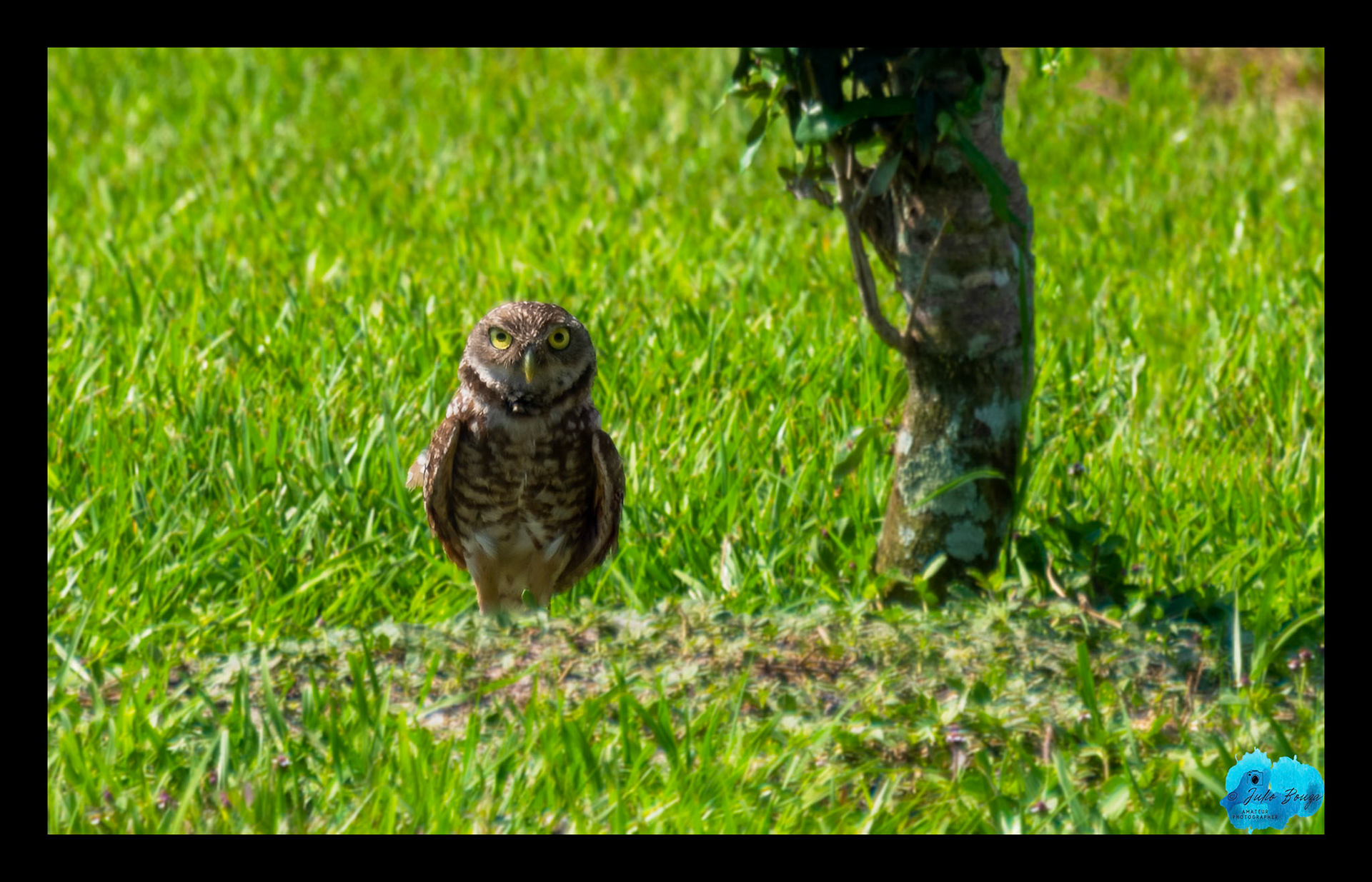 20230429 - Burrowing Owl Looking Around