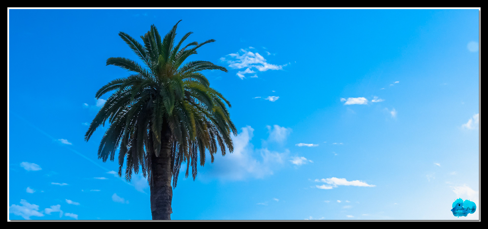 20210424 - Palm Tree WIth Blue Skies