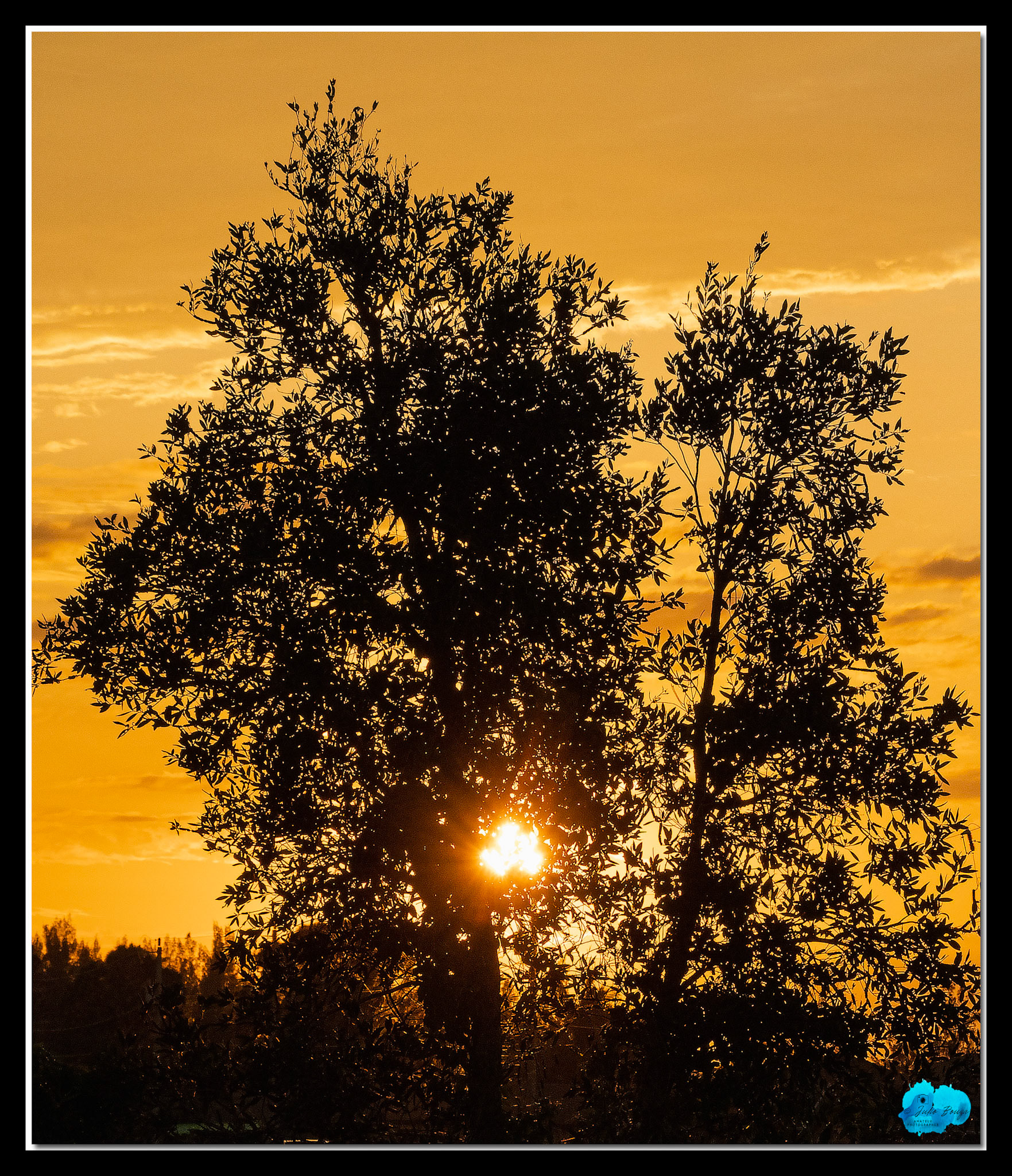 20210421 - Sunrise Through The Trees