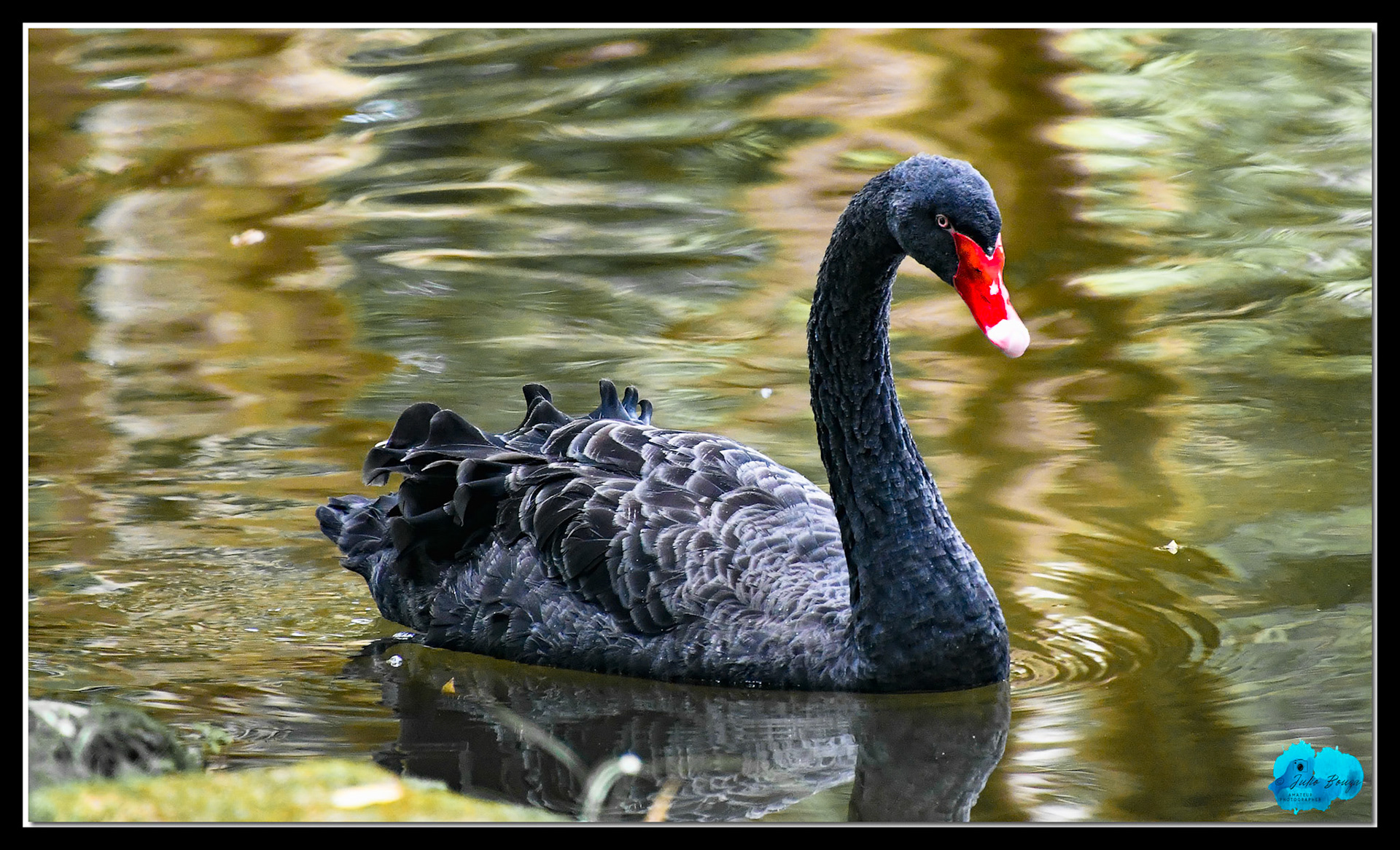 20180610 - Swan At A Pond
