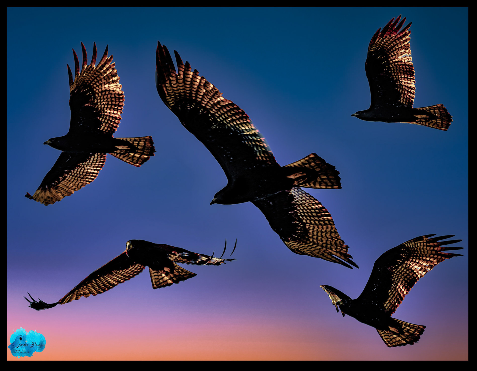 20231214 - Birds Flying Over Playa Las Hadas