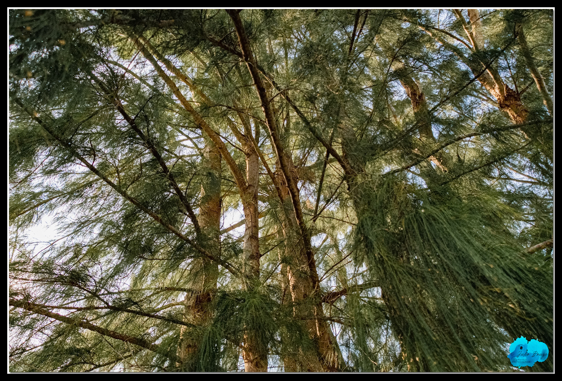 20210416 - Sky  View Through The Trees