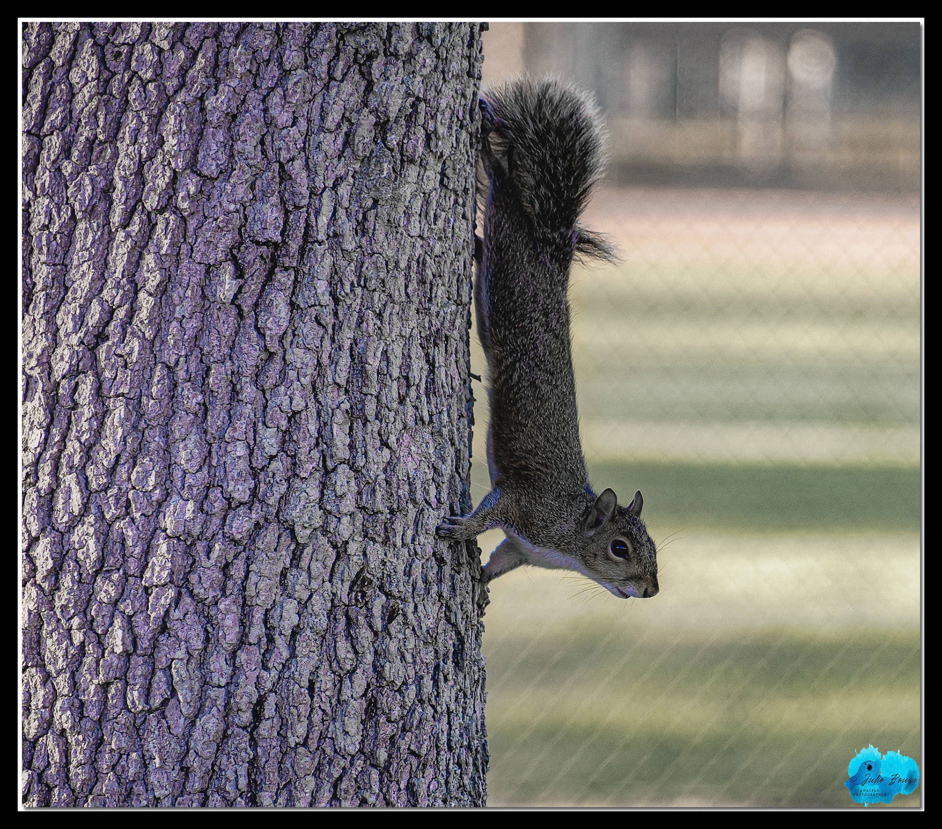 20220103 - Closeup Of A Squirrel