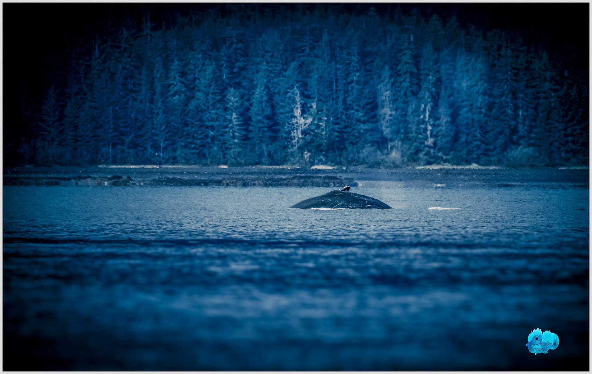 20240507 - Whale on the Ice Stray Point Waters