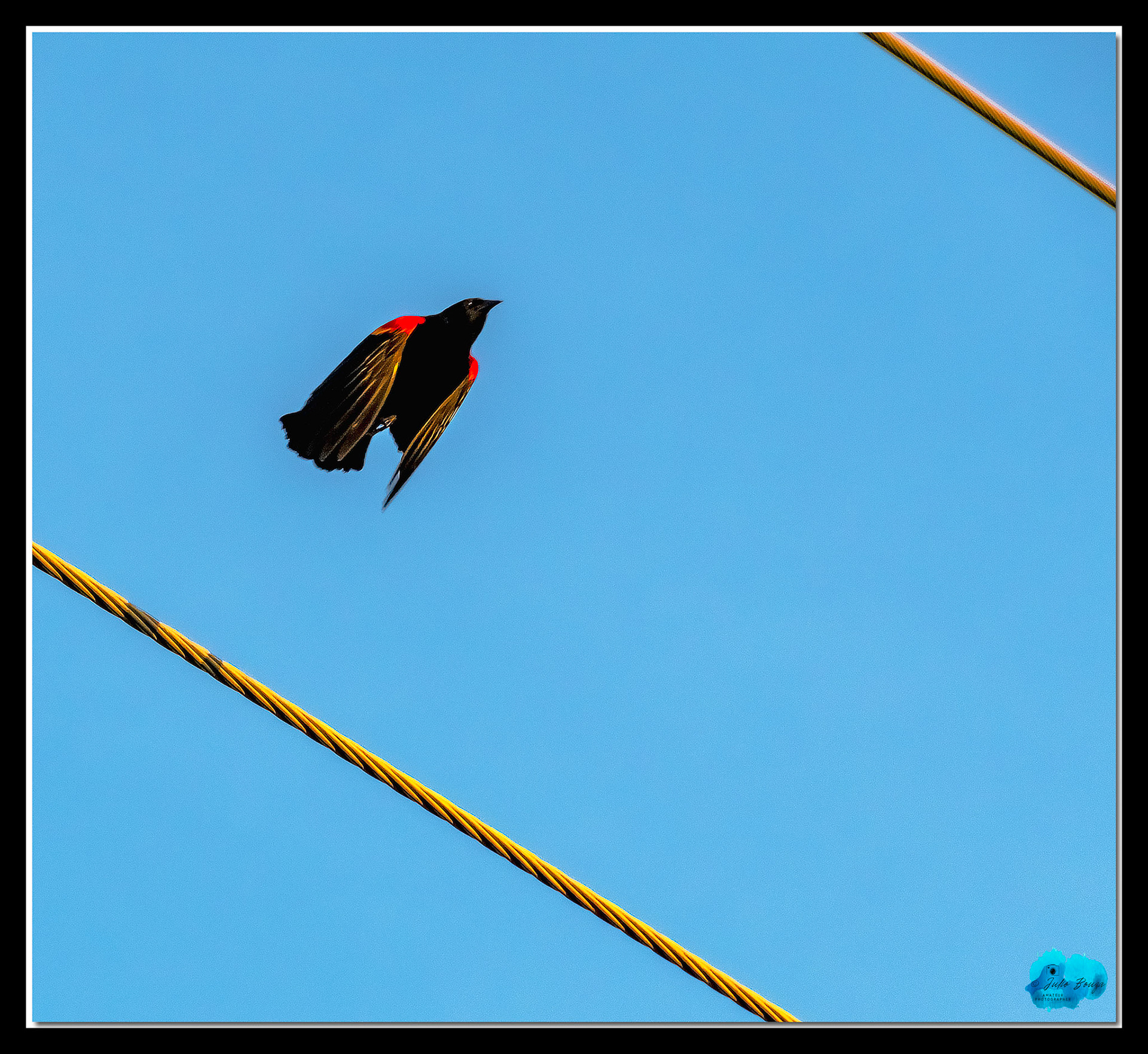 20210430 - Pictures Of A Bird
