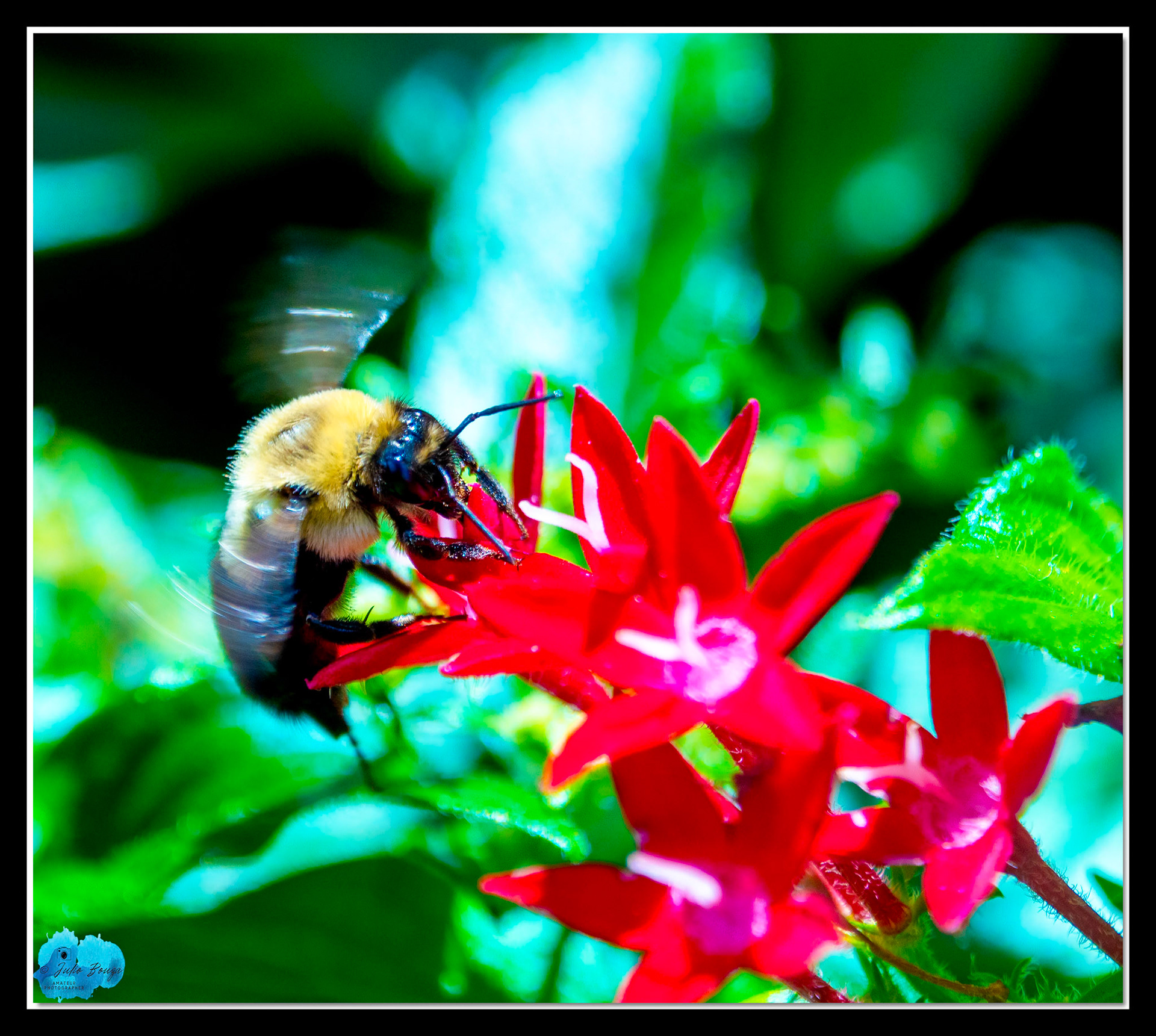 20210926 - Closeup Of A Bee At Hollywood Studios Theme Park