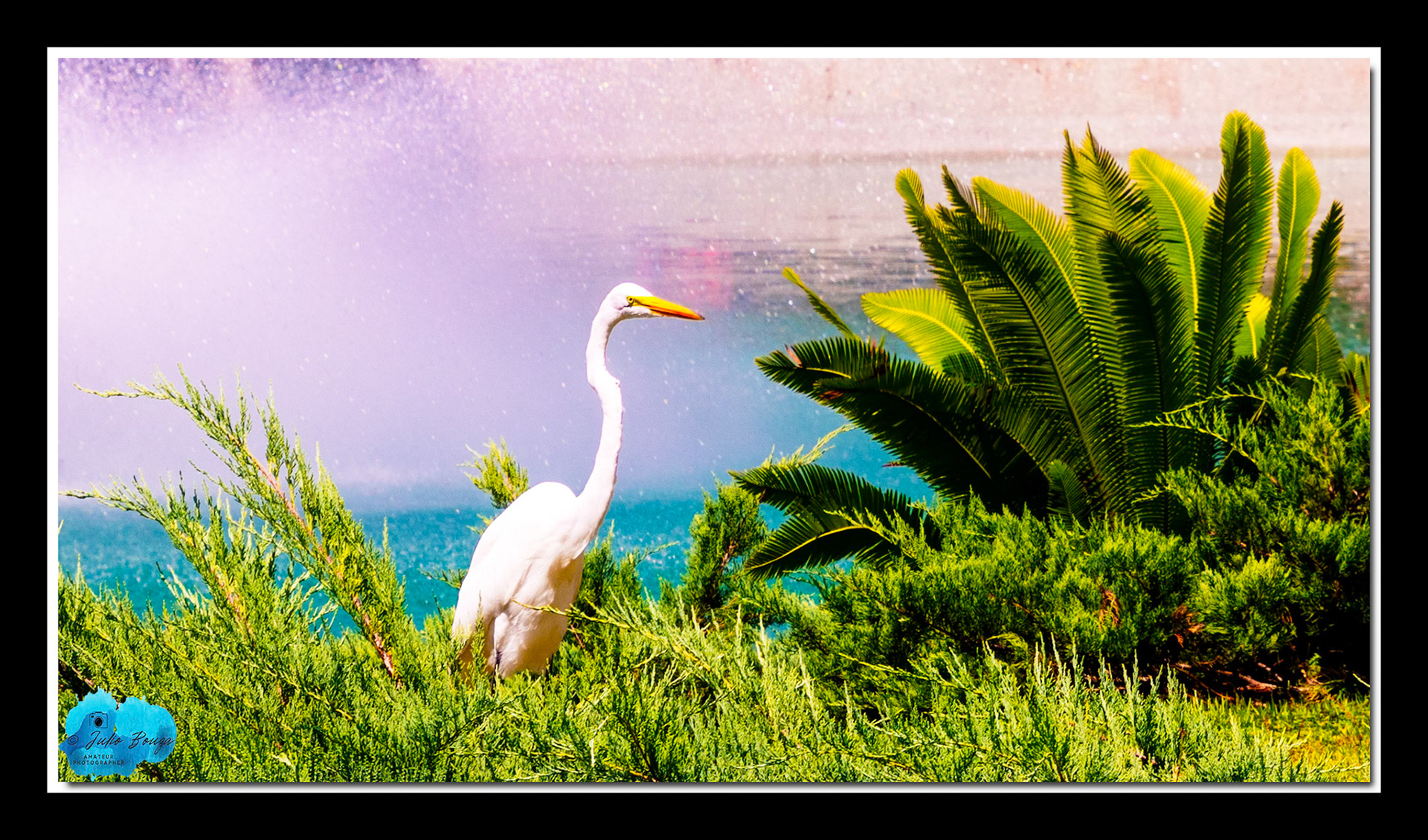 20210926 - Bird Hunting For Food At Hollywood Studios Theme Park
