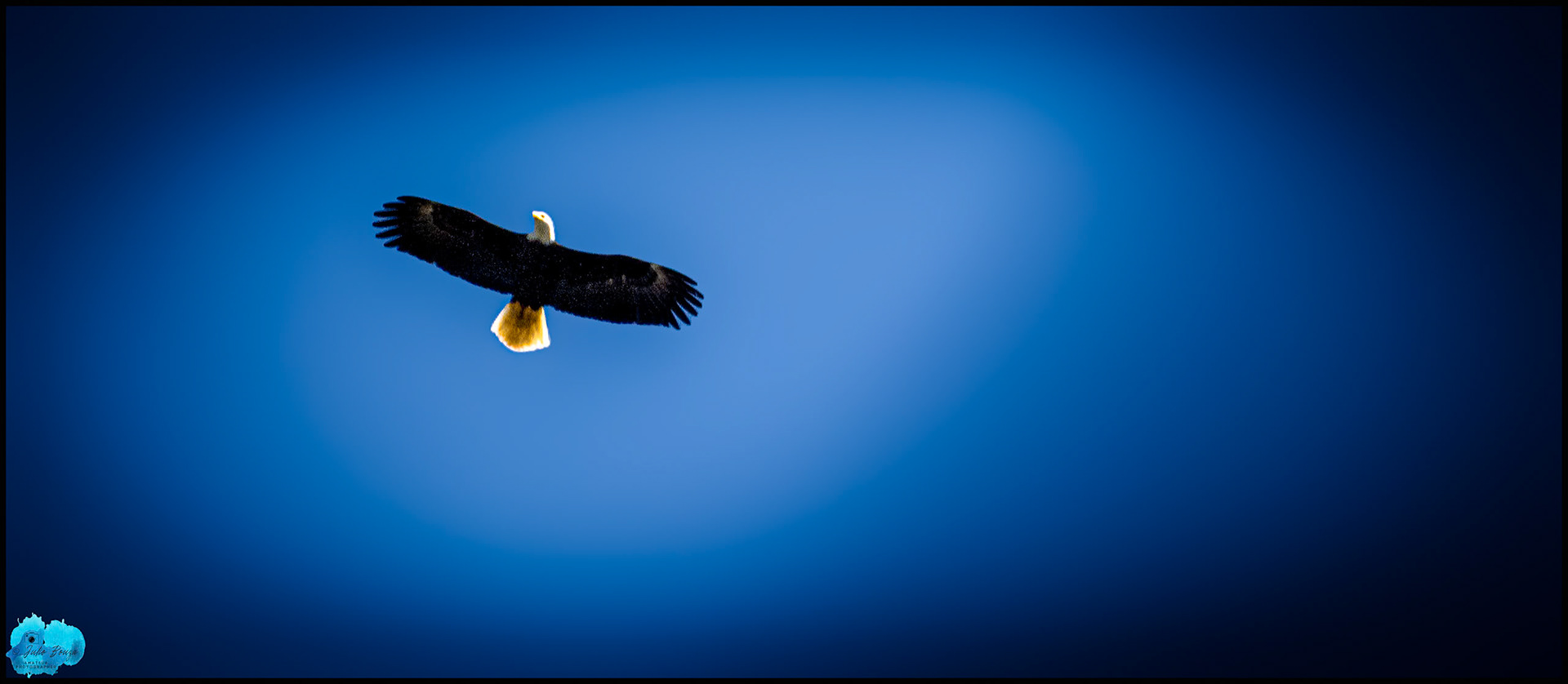 20240503 - View of Eagle Flying