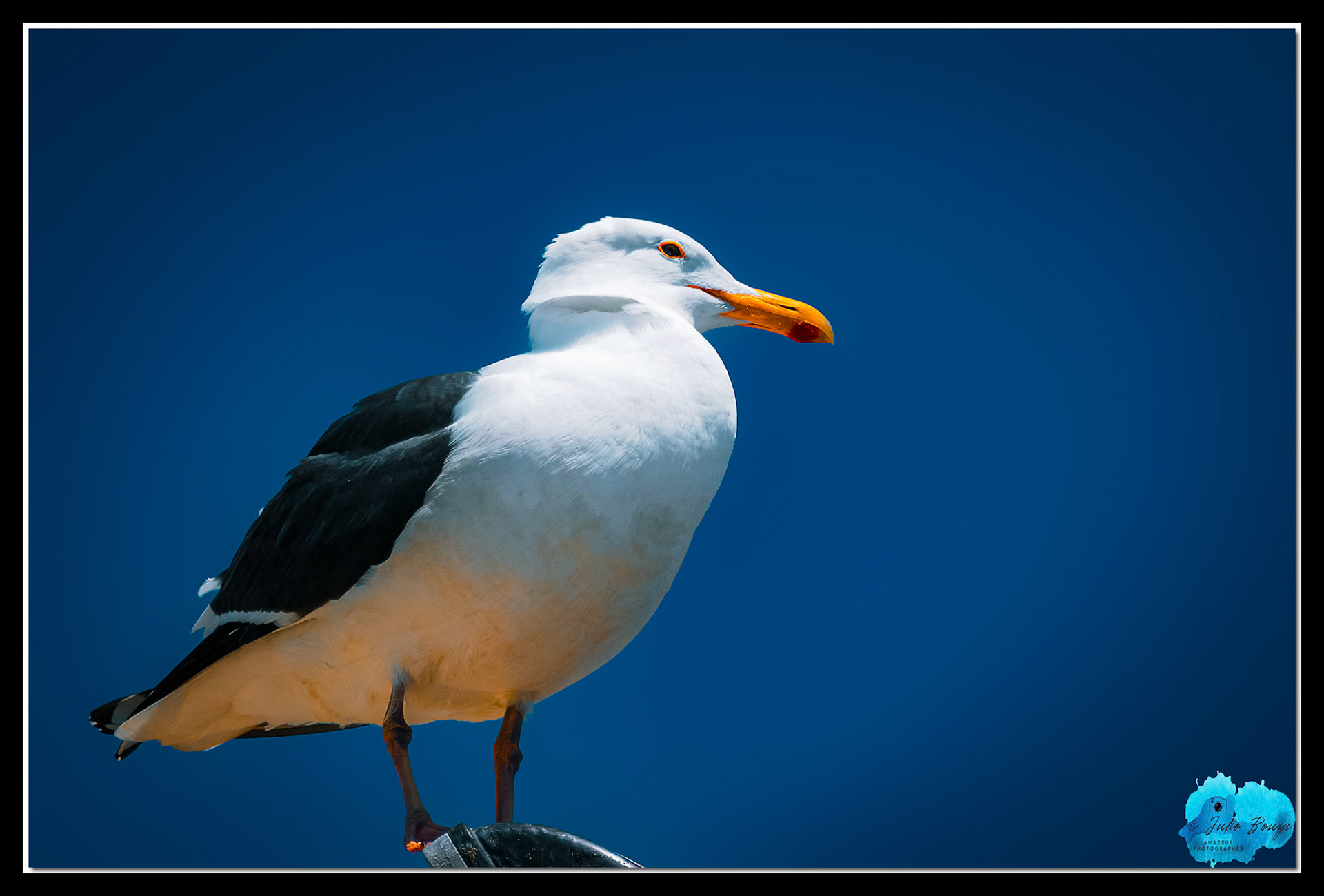 20240430 - Close up of a Segal In Santa Monica Pier 66