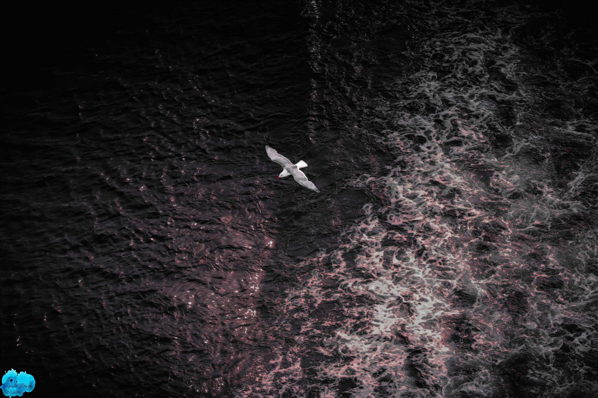 20240506 - Bird Flying By Glacier Bay National Park and Preserve