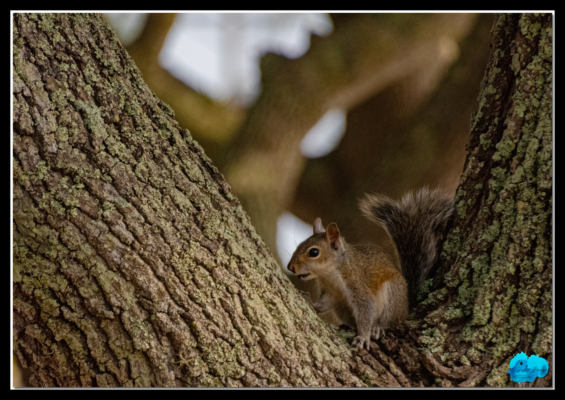 20210416 - Close Up Of A Squirrel