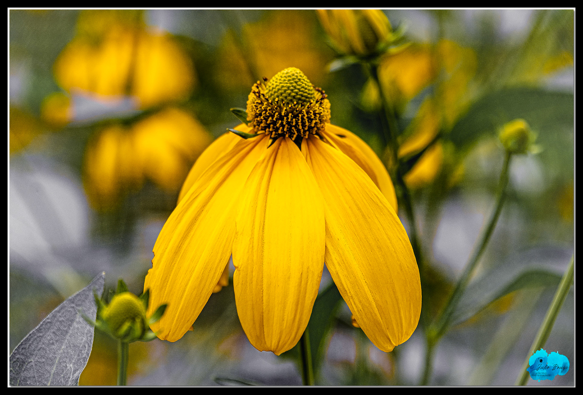 20190712 - Yellow Flower