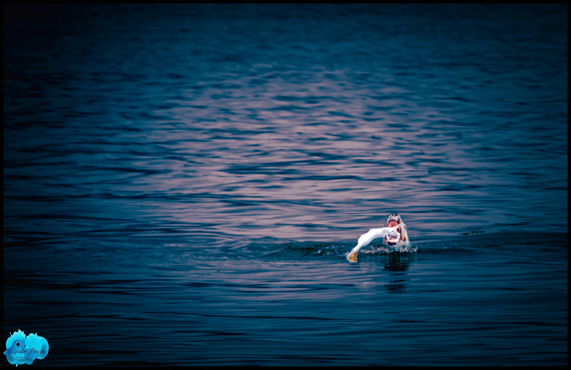 20240507 - Seal Eating on the Ice Stray Point Waters