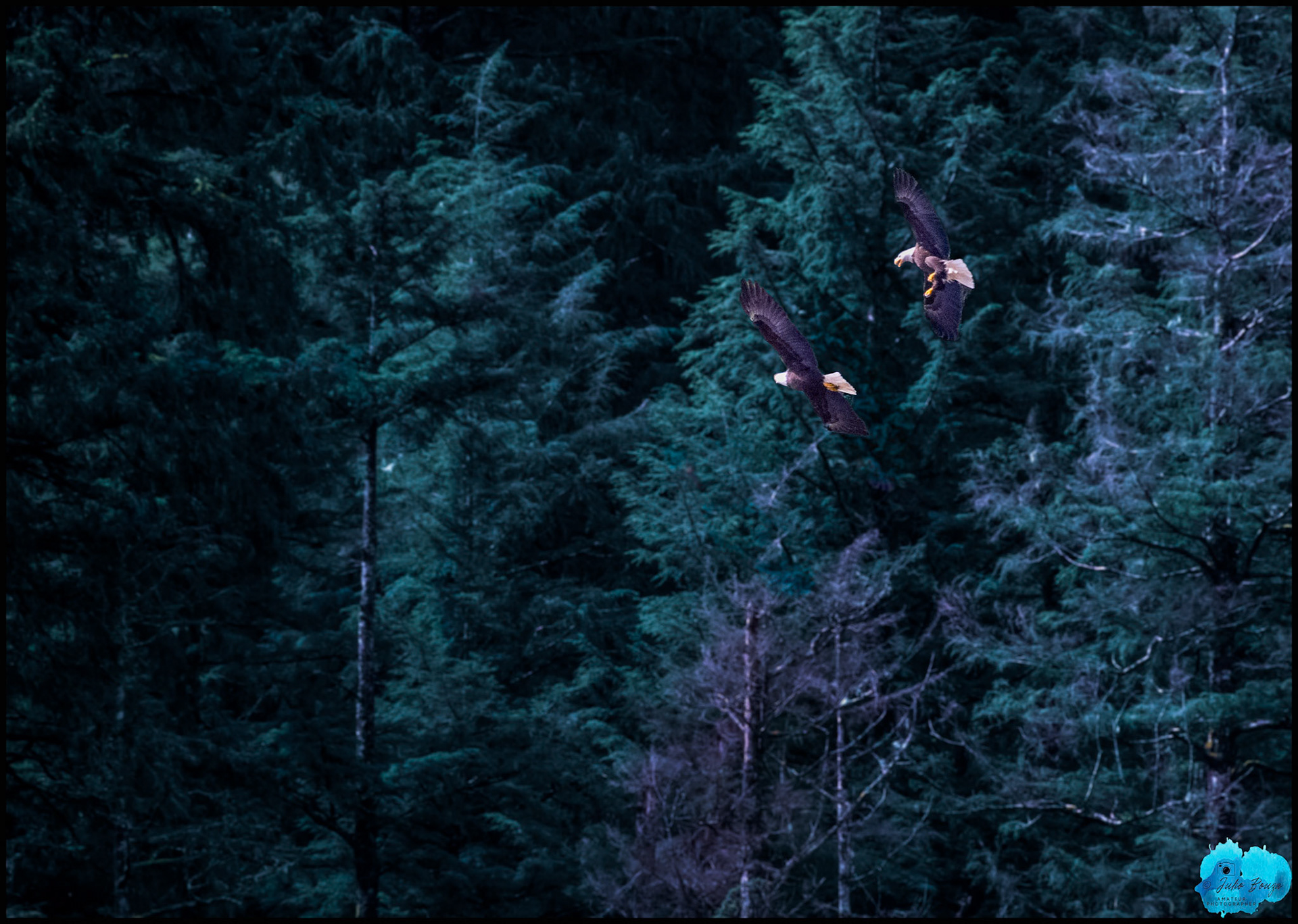 20240508 - Eagles Tryiing to Mate at Ketchikan, Alaska
