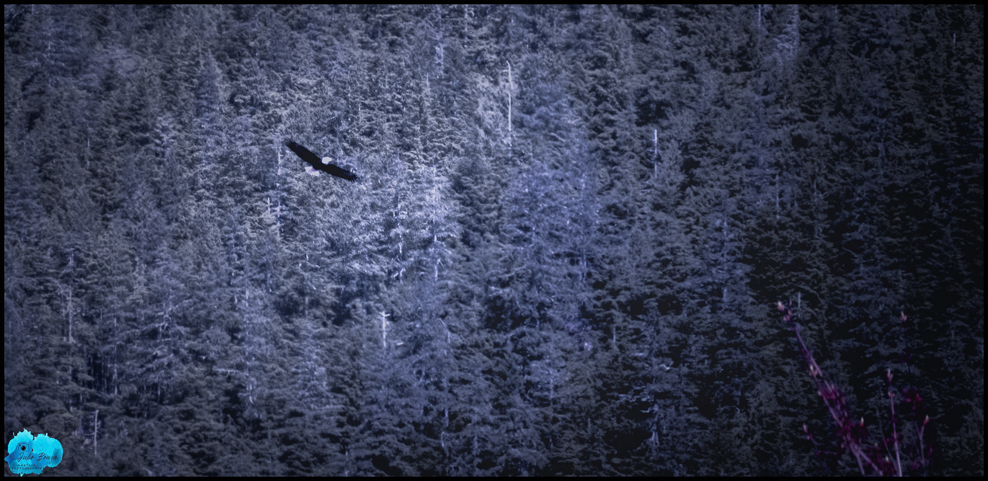 20240503 - View of Eagle Flying