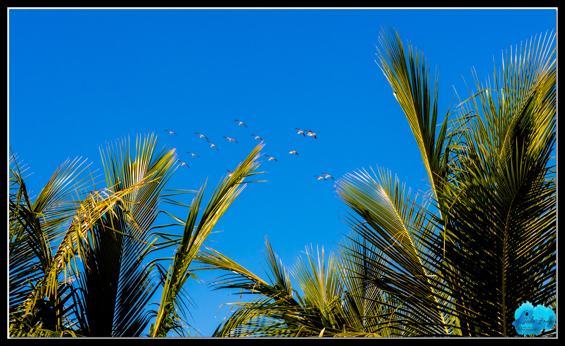 20211113 - Closeup Of A Hawk - Birds Flying At A Far