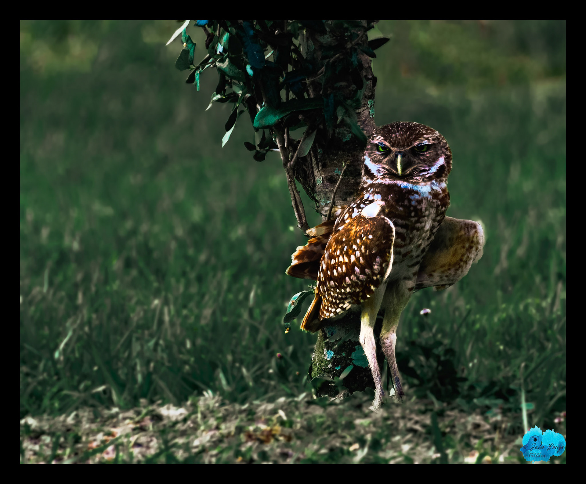 20230429 - Burrowing Owl Looking Around