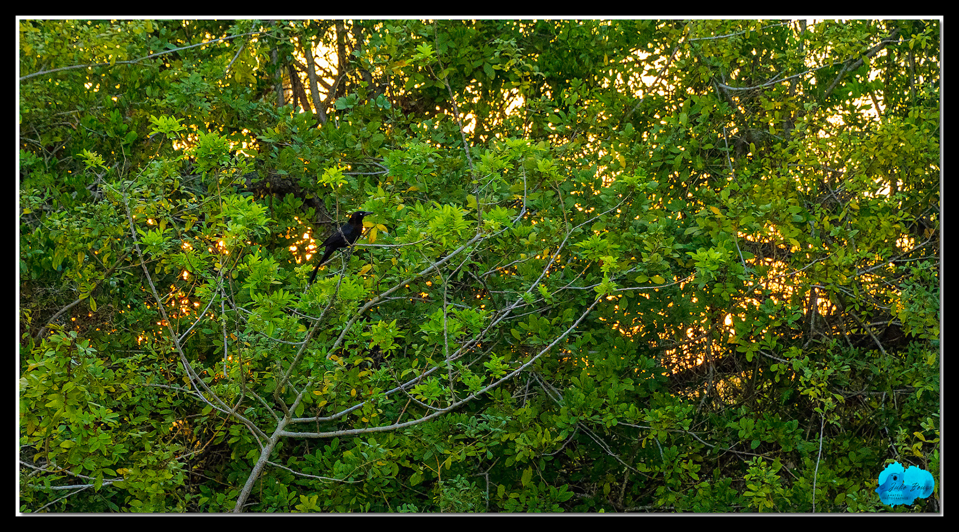 20210430 - Pictures Of A Bird