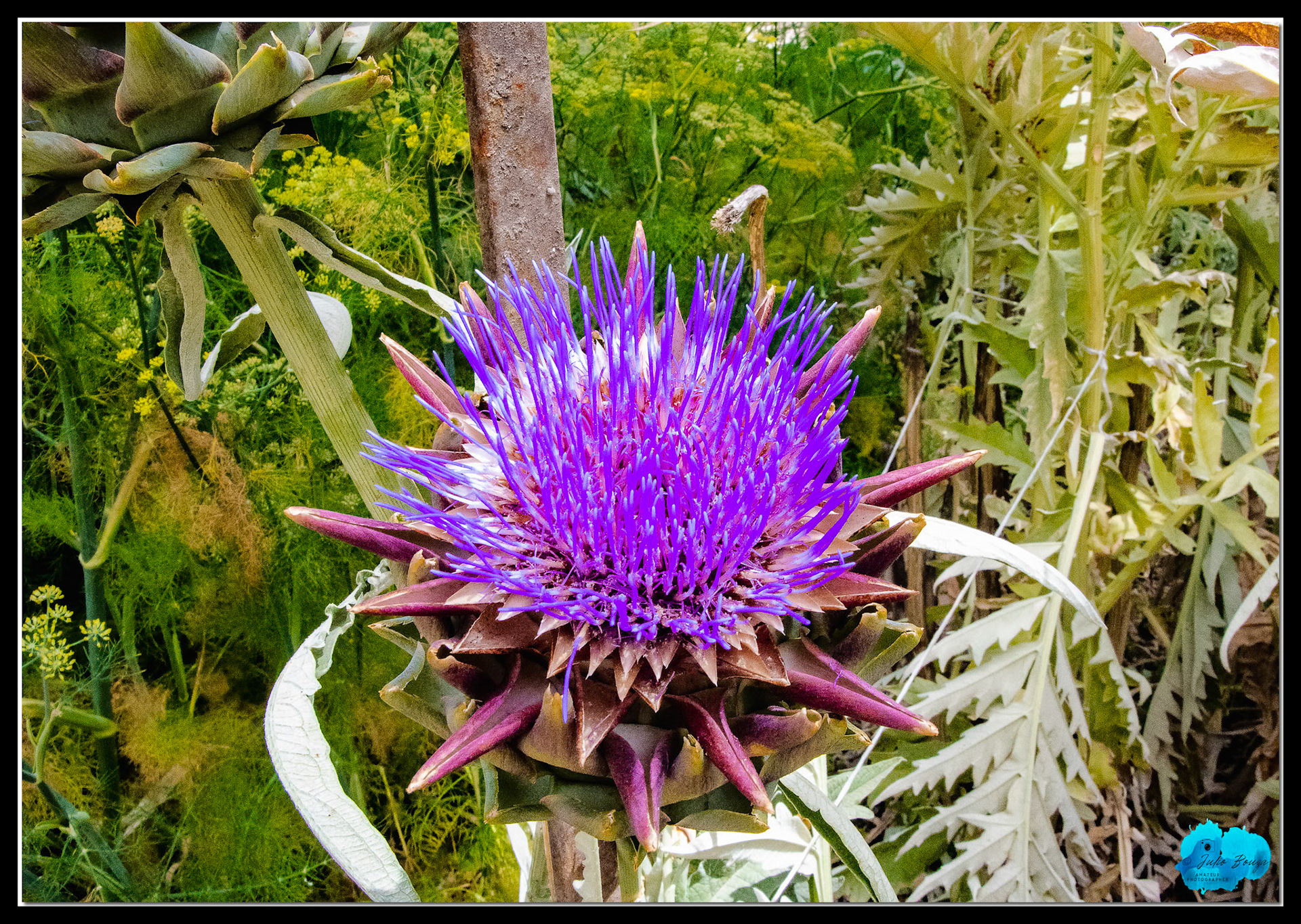 20190712 - Purple Flower In The Garden