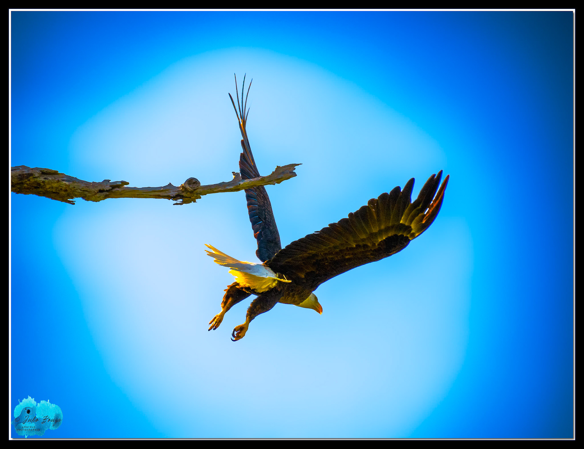 20240224 - Closeup Of M15 Flying From The Tree Branch