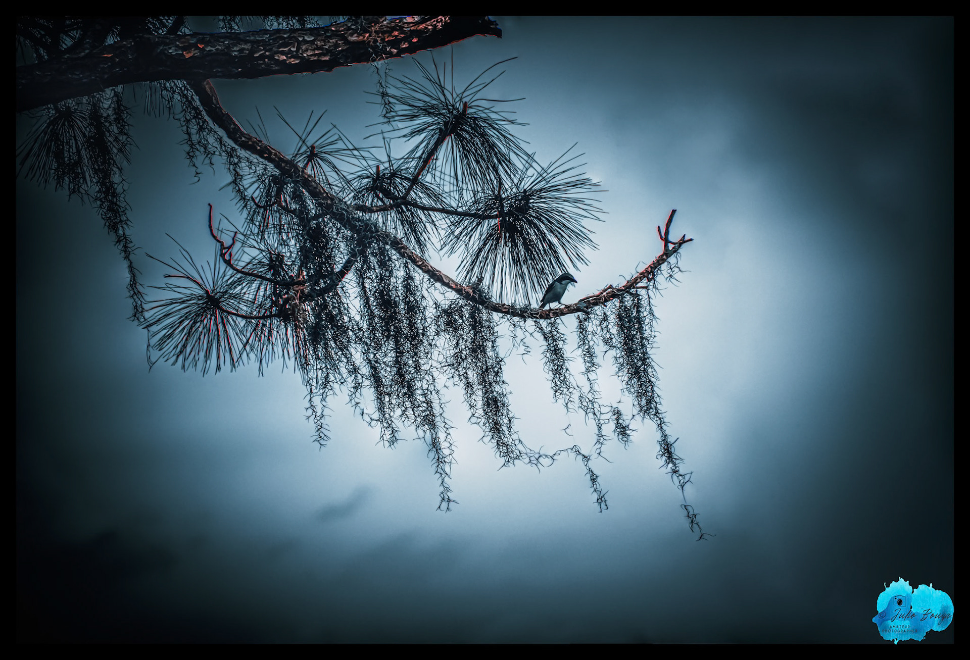 20240302 - Closeuip Of A Hummingbird  [Southwest Florida Eagle Cam]