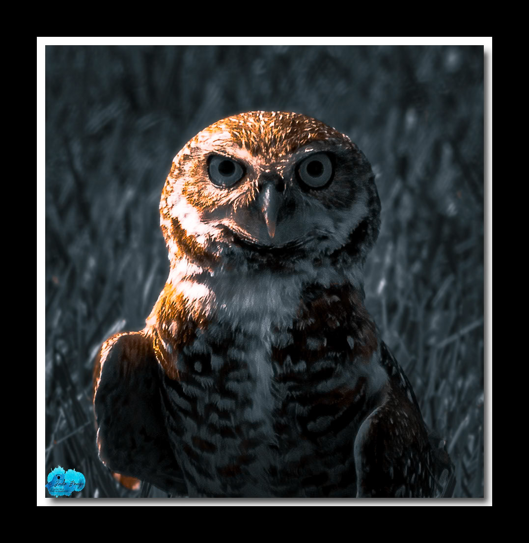 20230429 - Burrowing Owl Looking Ahead