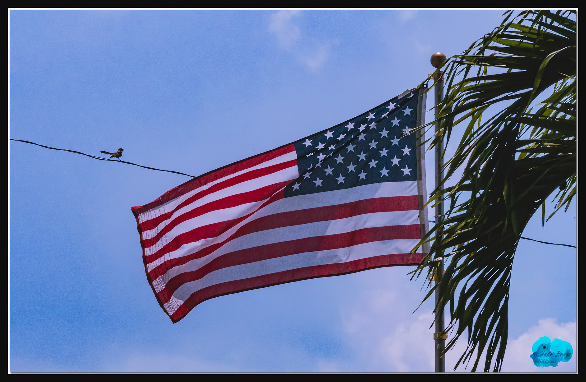 20210425 - Bird With The American Flag