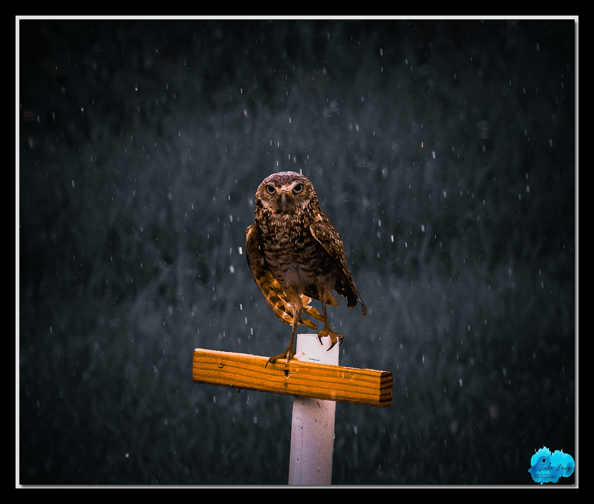 20230506 - This Rain Is For The Birds