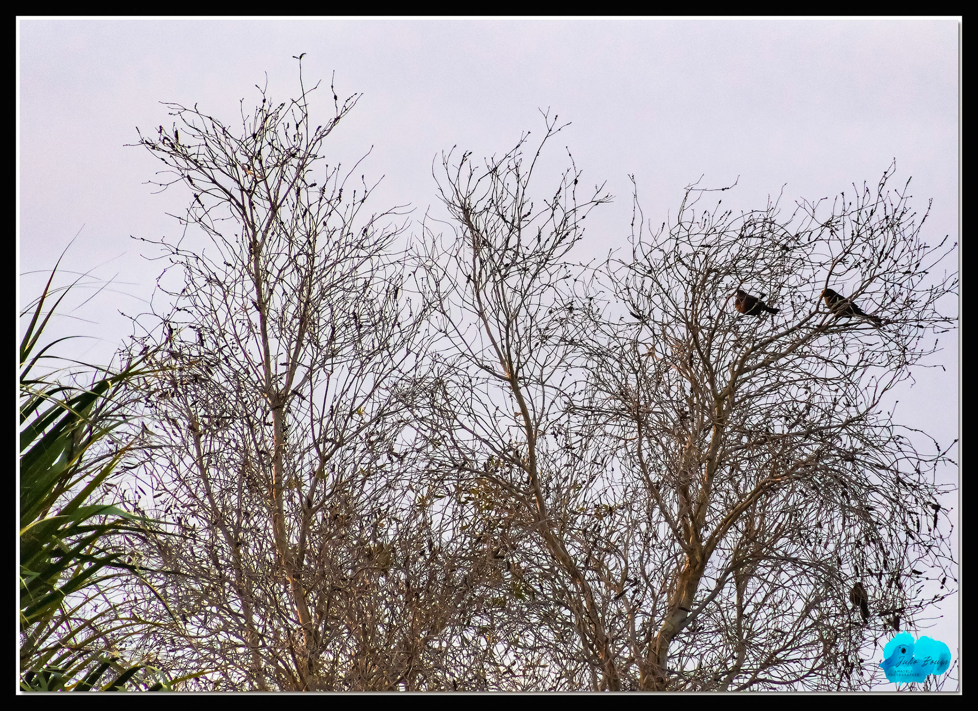 20210421 - Birds On A Tree