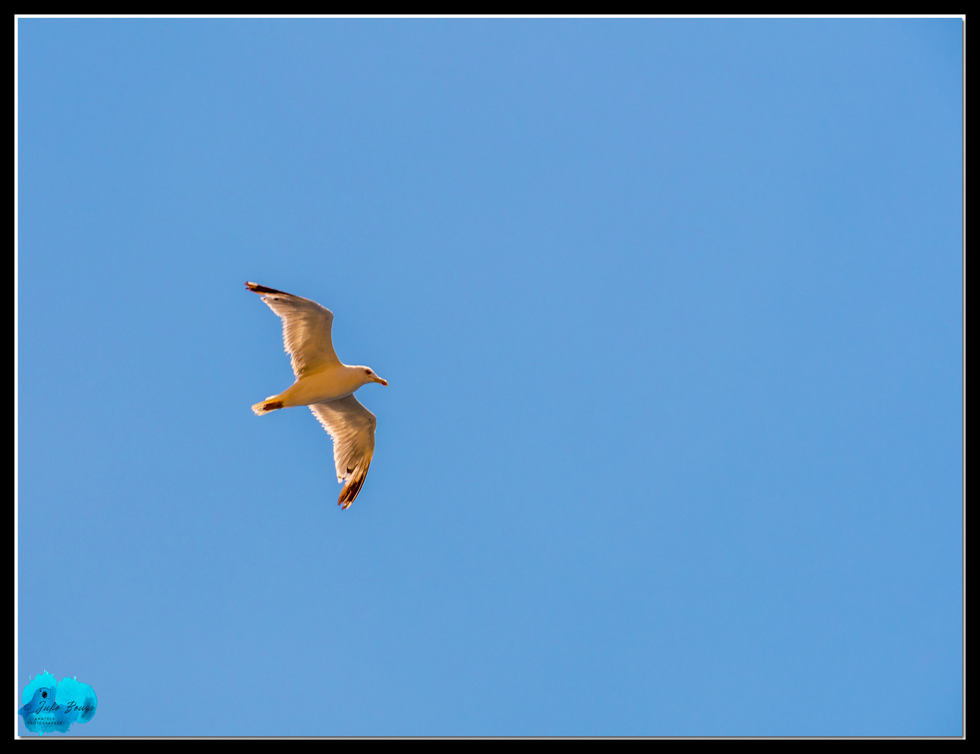 20210807 - Bird Flying Around Thira In Santorini