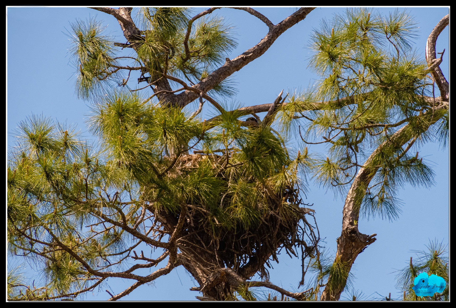 20210410 - Harriet Eagle's Nest - Southwest Florida Eagle Cam