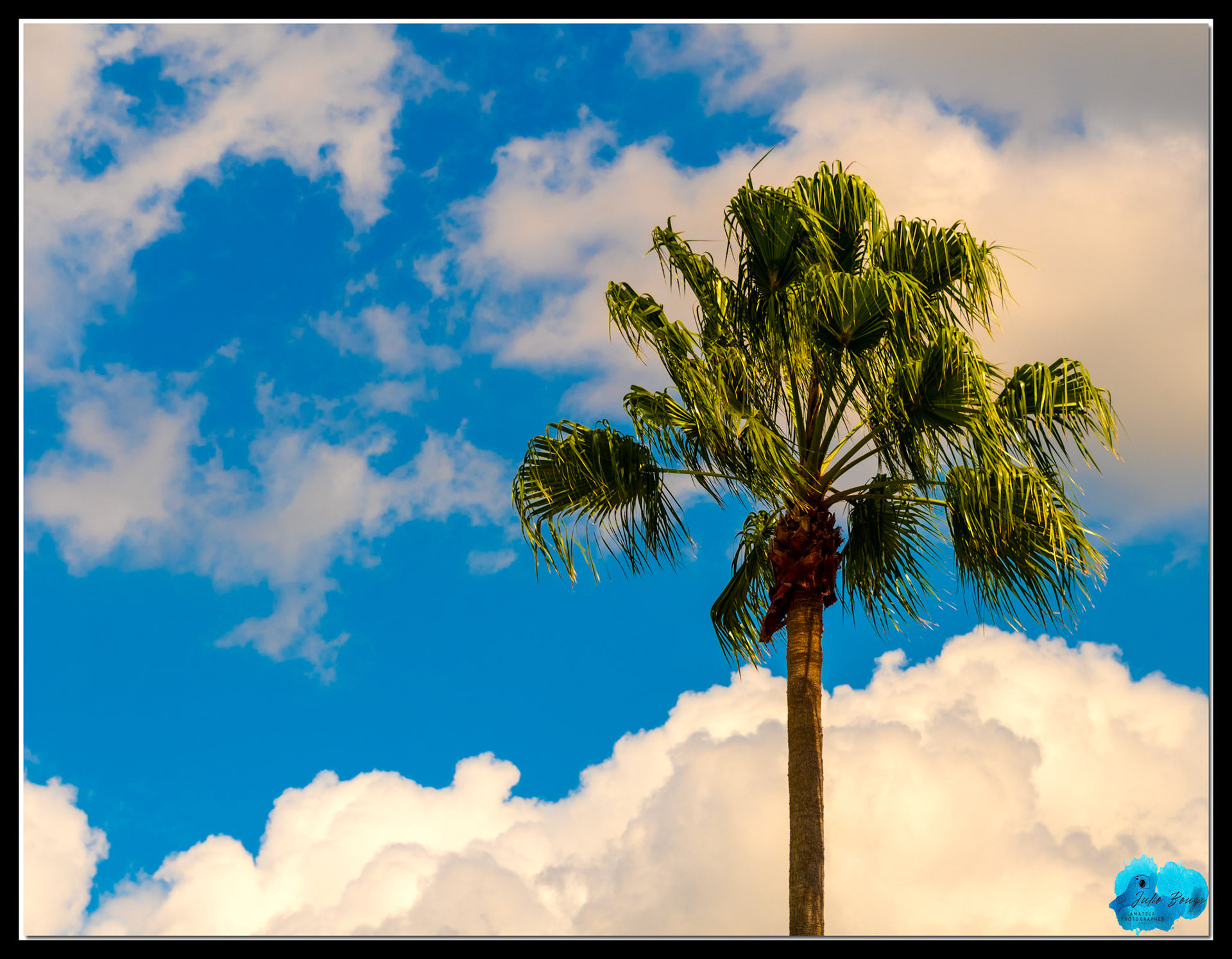 20210926 - View Of Palm Tree At Hollywood Studios Theme Park
