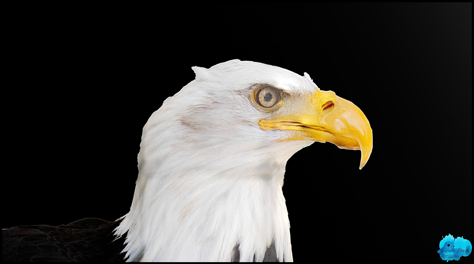 20240503 - Closeup of the Eagle at Alaska, Alaska Raptor Center