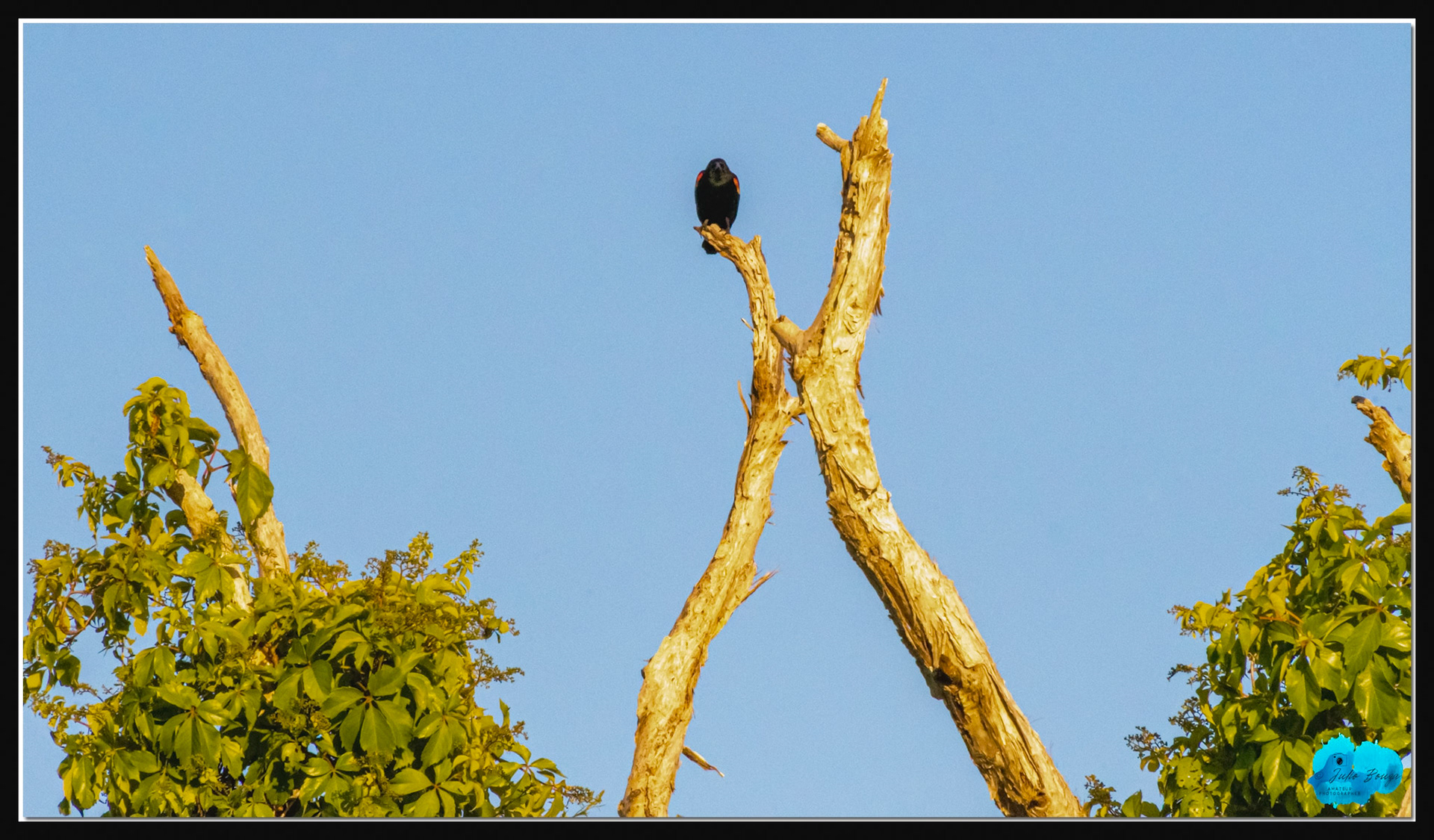 20210413 - Bird On A Tree