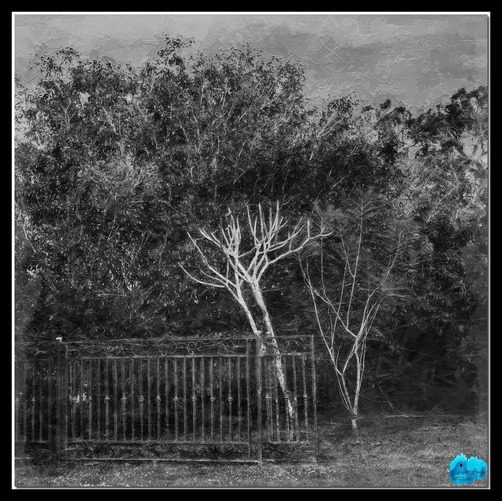 20220105 - Dreary Forest