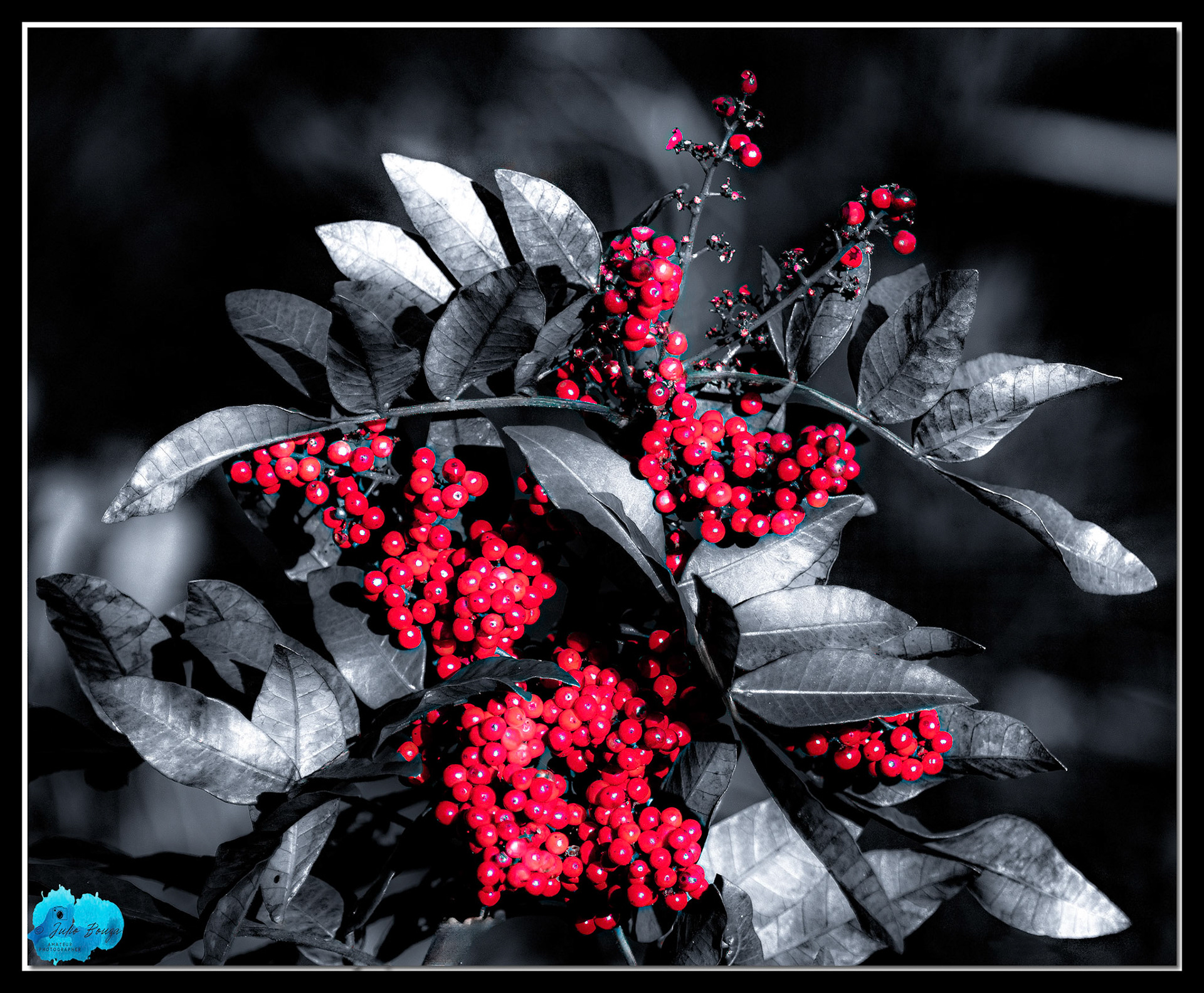 20220103 - B/W Shot Of Tree With Red Fruits