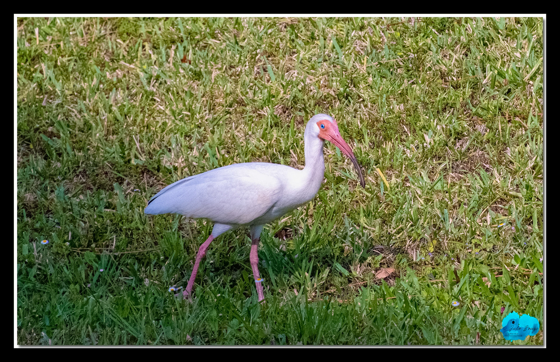 20210416 - Bird Finding Food