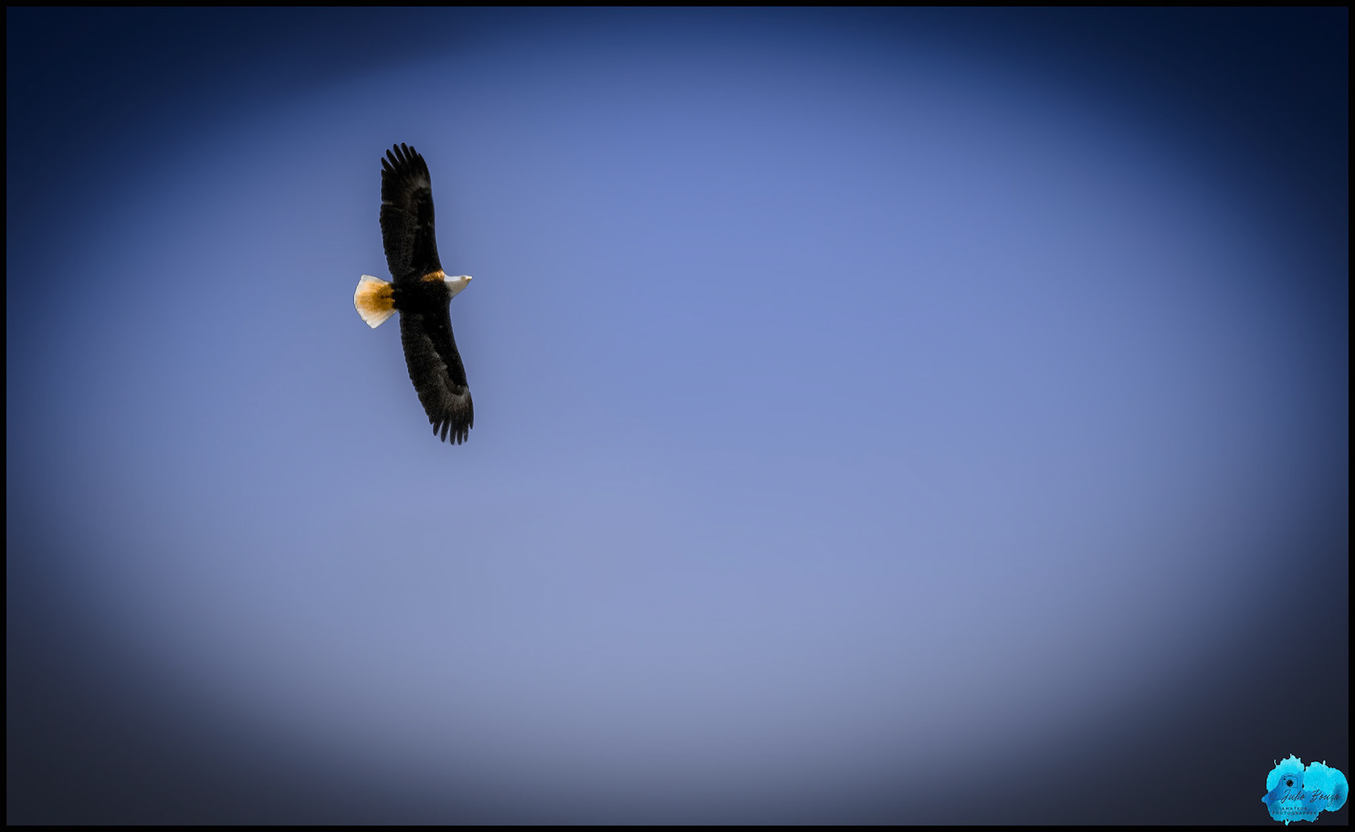 20240503 - View of Eagle Flying