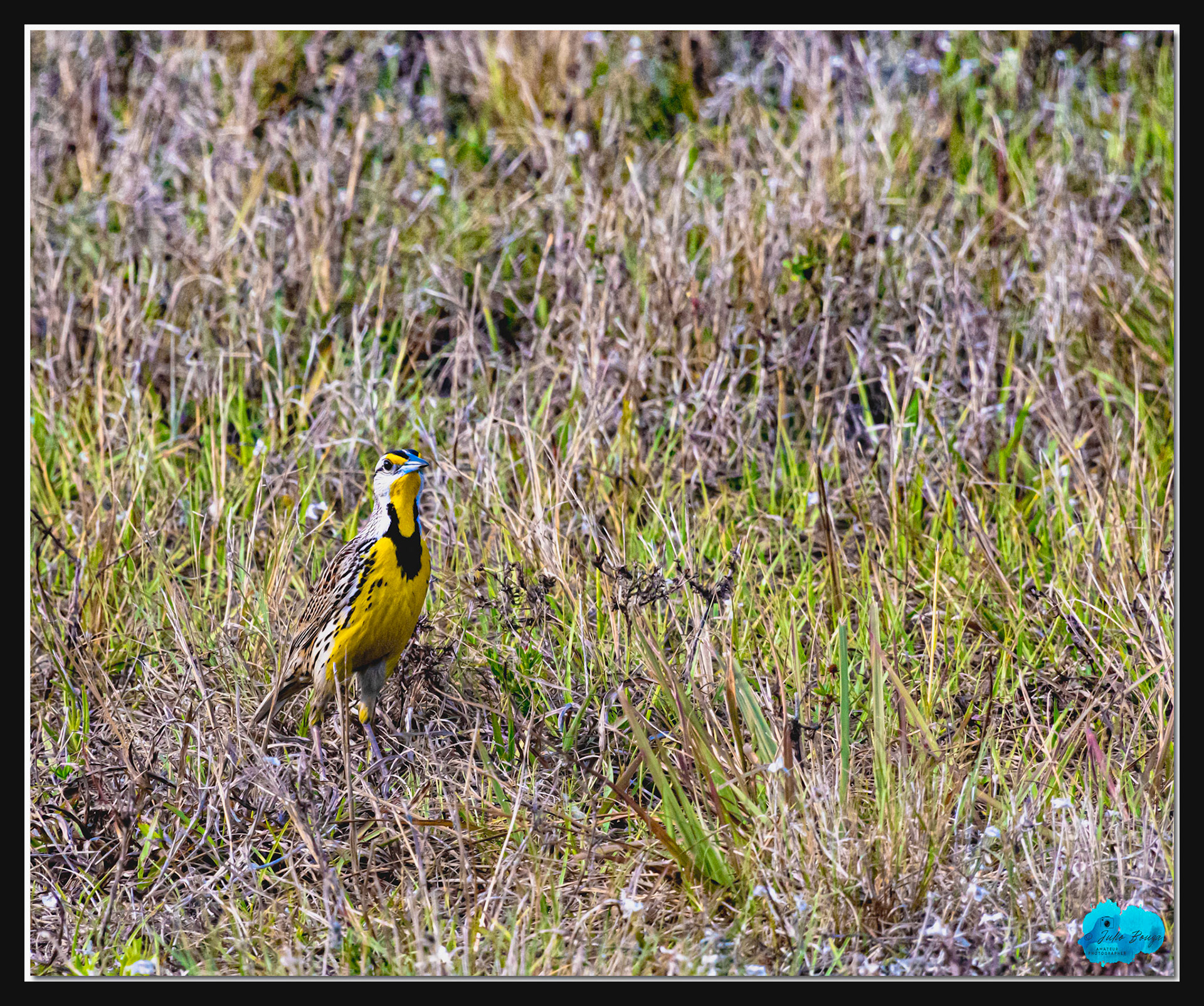 20210416 - Yellow Bird