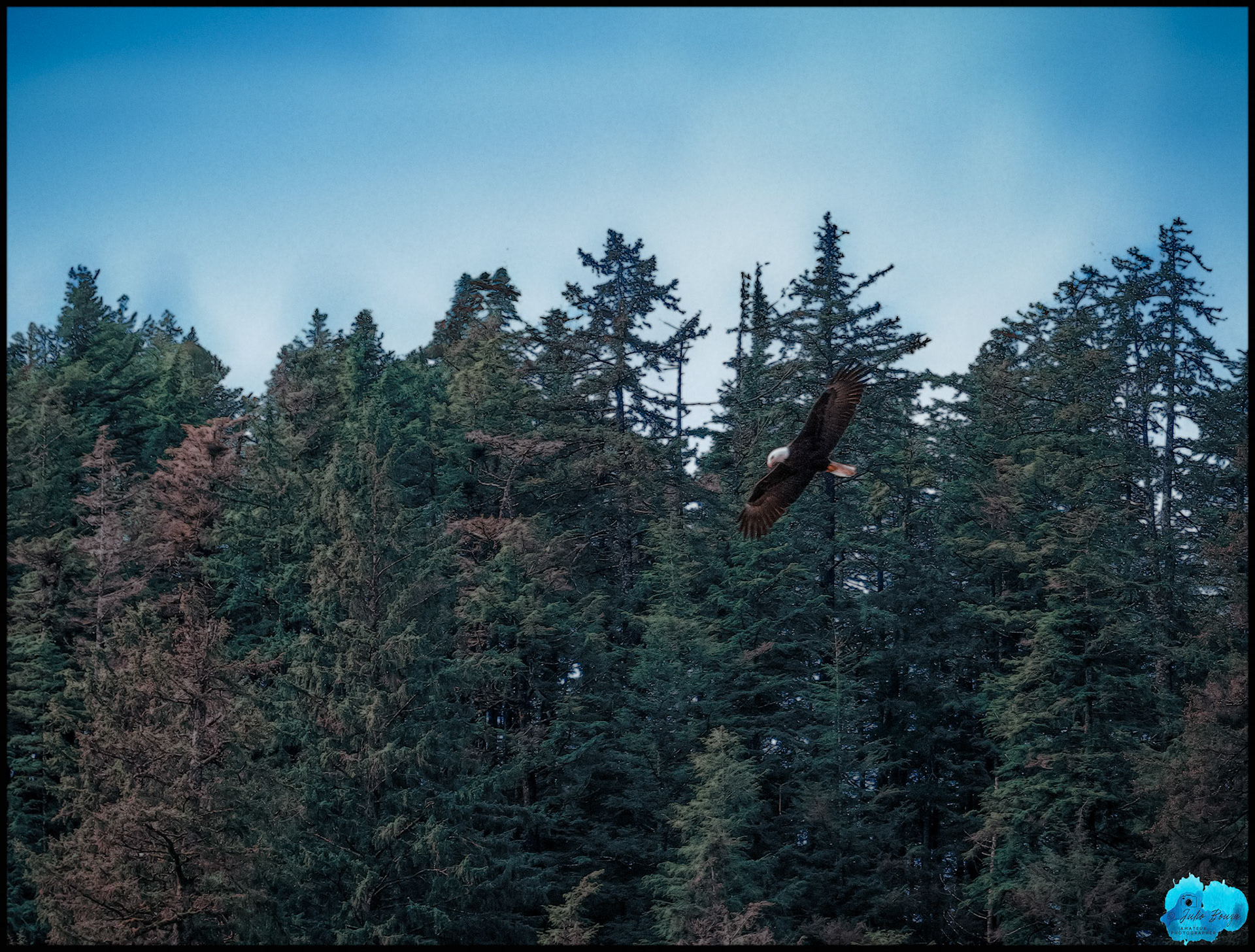 20240508 - Eagle Flying At Ketchikan, Alaska