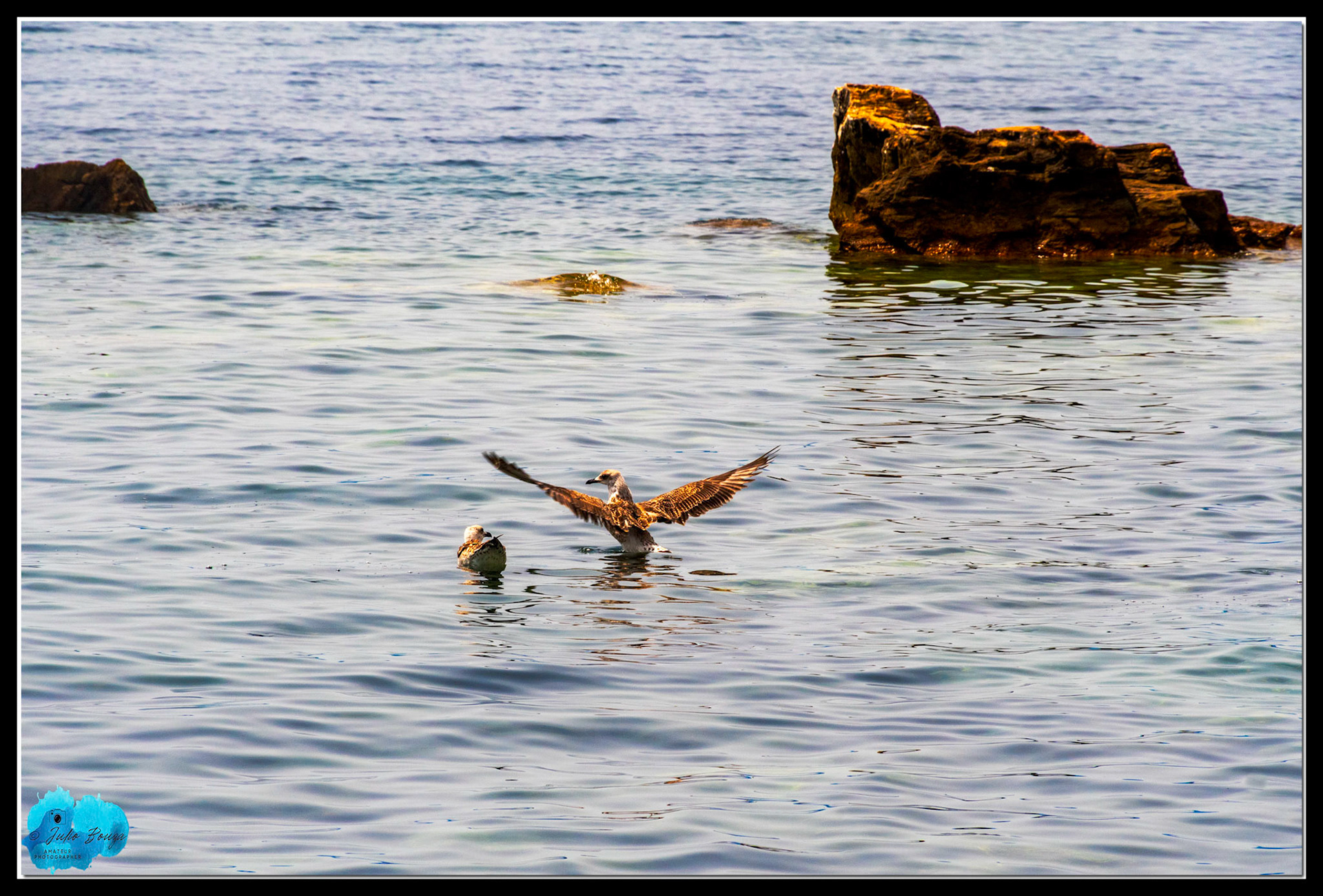 20210811 - Birds At The Beach At Port Authority Of Skopelos