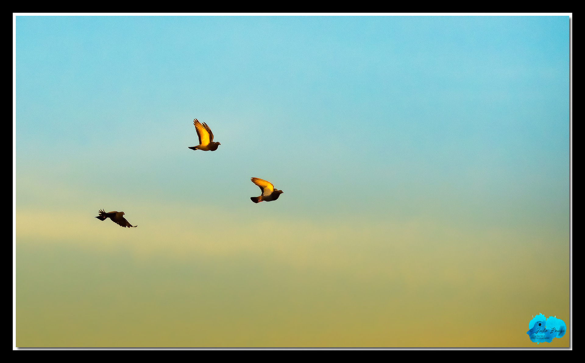 20210430 - Pictures Of Birds